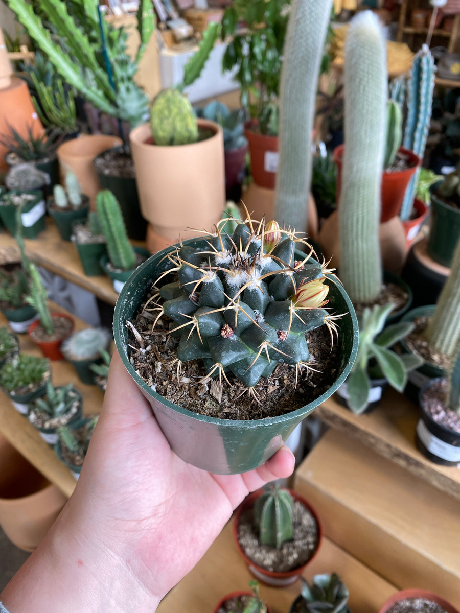 Cameri Plant Mammillaria Kameri – Desert Rose Cactus Lounge