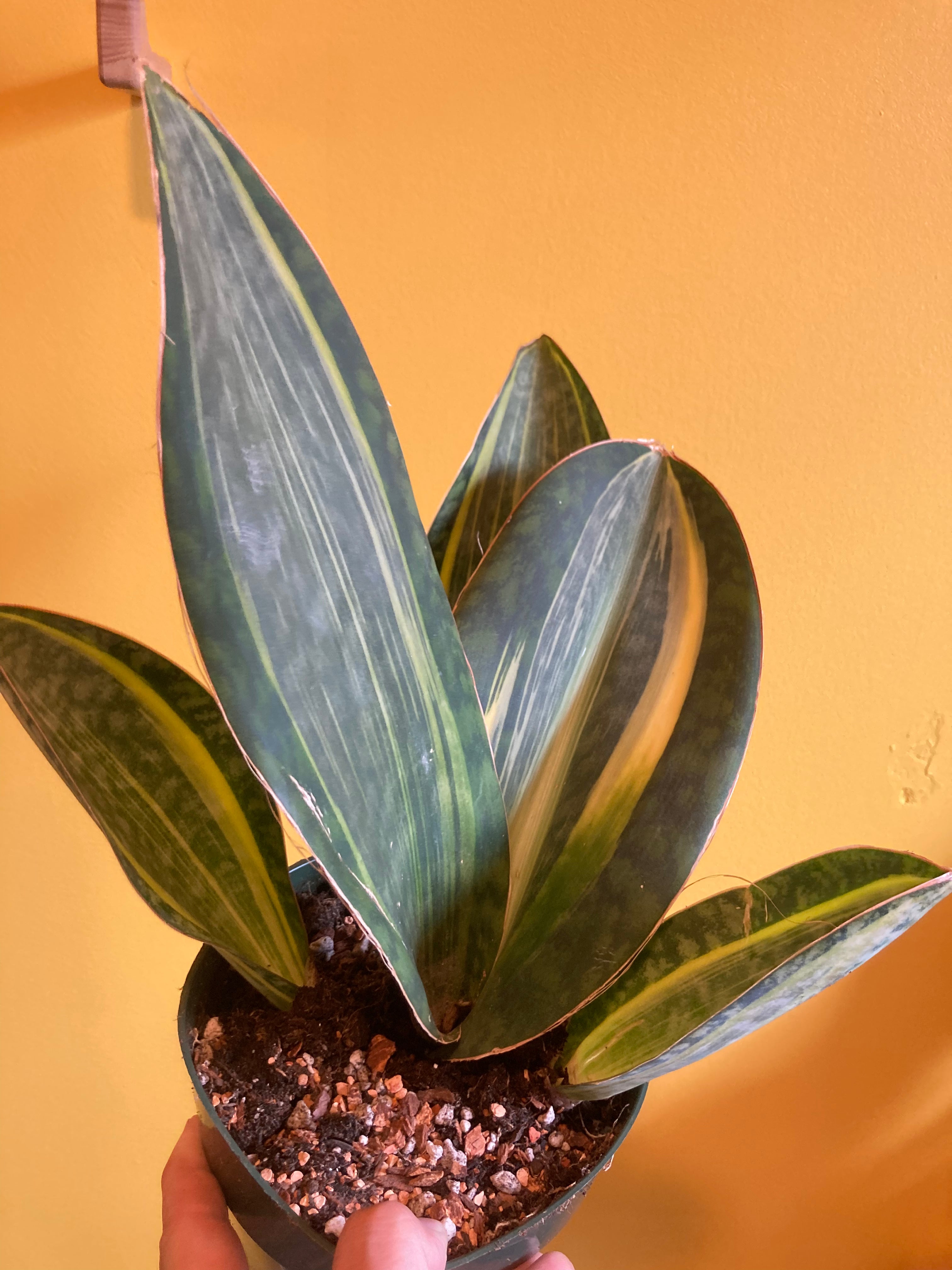 whale fin sansevieria variegated Sansevieria masoniana Whale Fin – Desert Rose Cactus Lounge