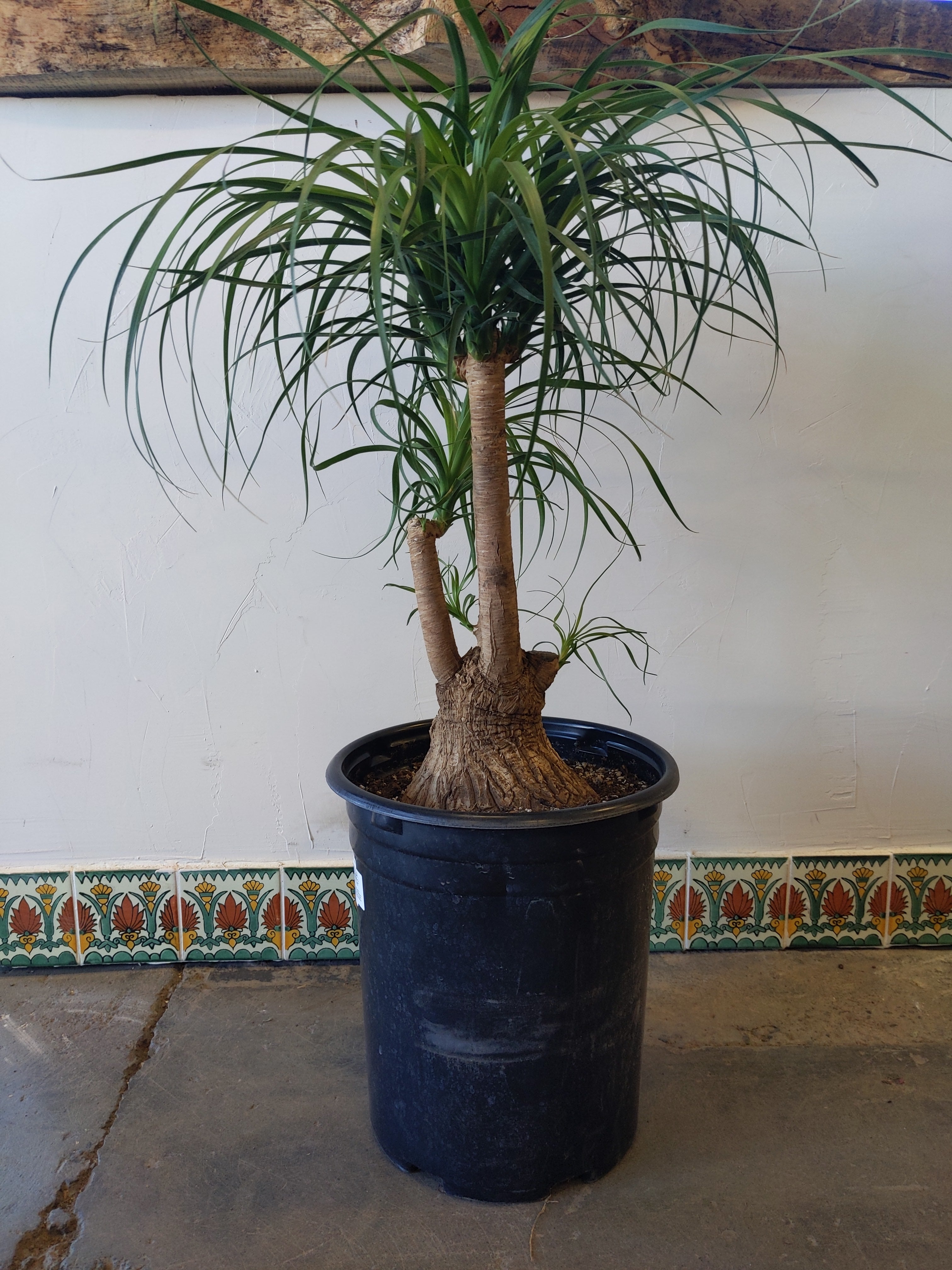 ponytail palm stump Ponytail Palm – Desert Rose Cactus Lounge