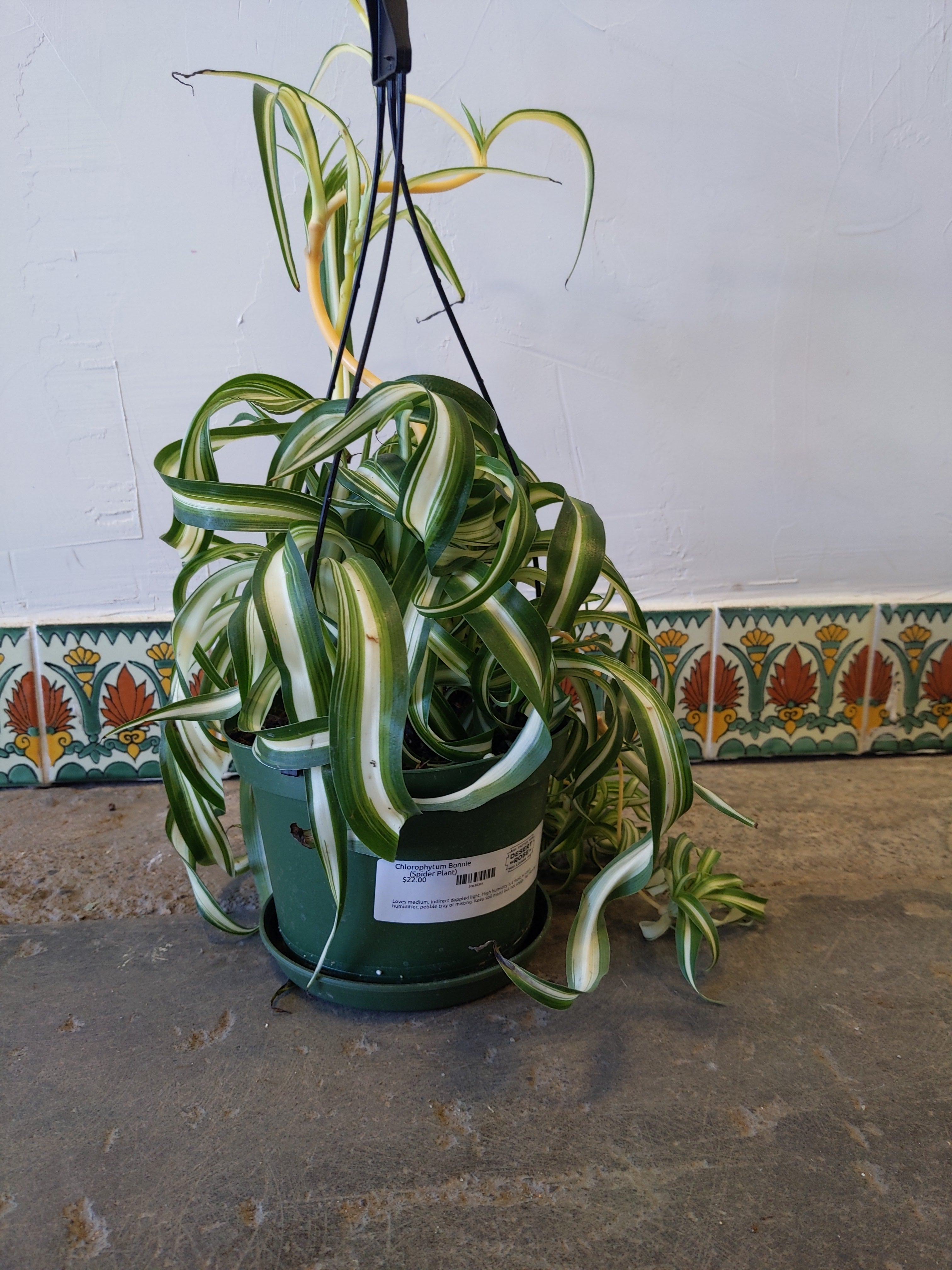 spider plant humidifier Spider Plant – Desert Rose Cactus Lounge