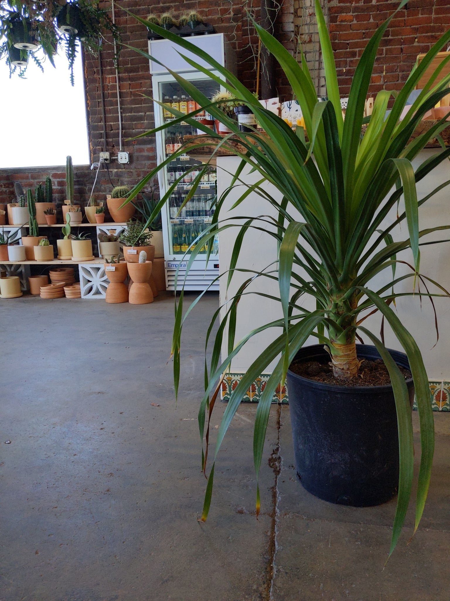 dracaena arborea Dracaena Arborea – Desert Rose Cactus Lounge