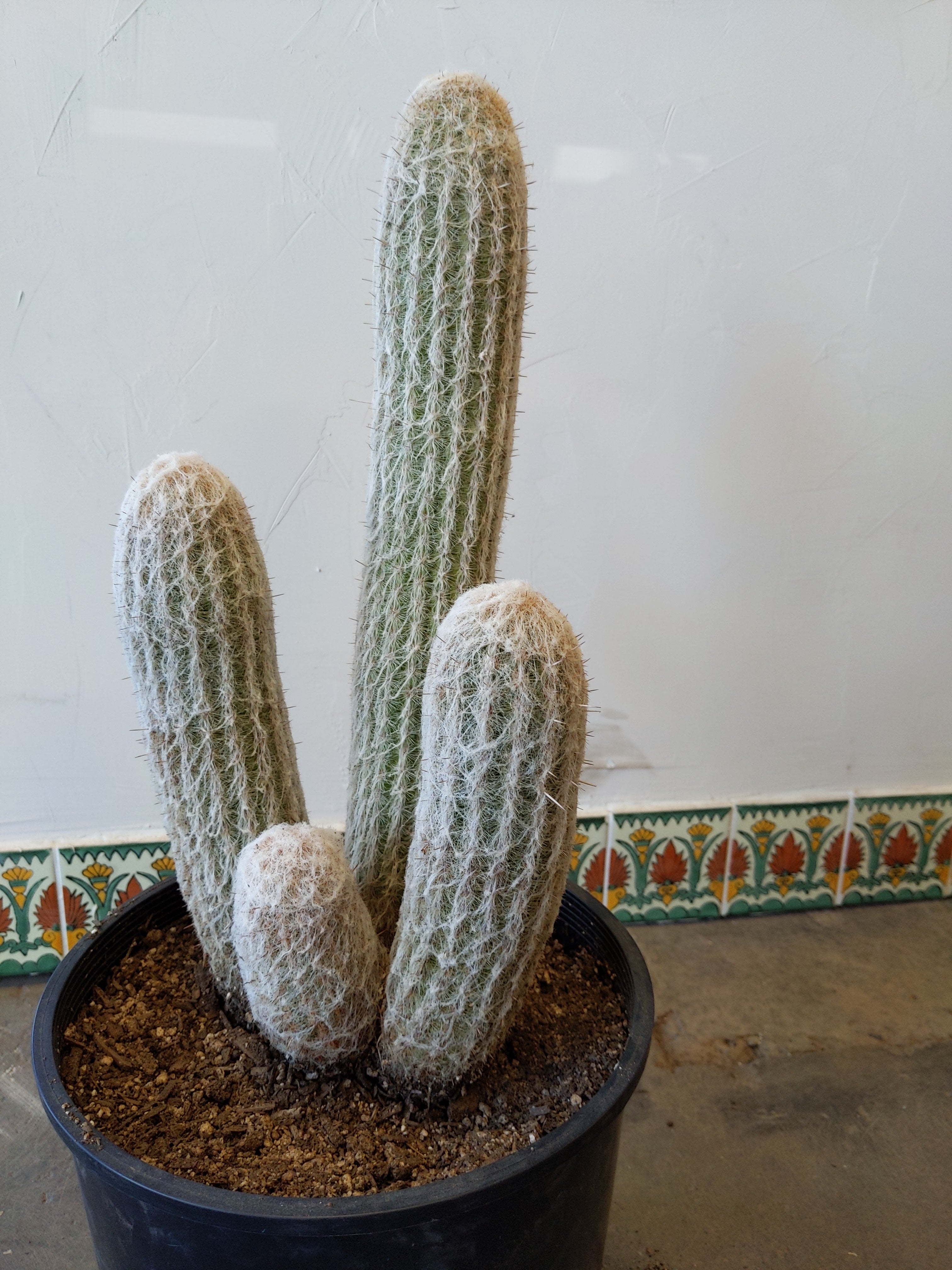Espostoa Melanostele (Peruvian Old Woman) – Desert Rose Cactus Lounge