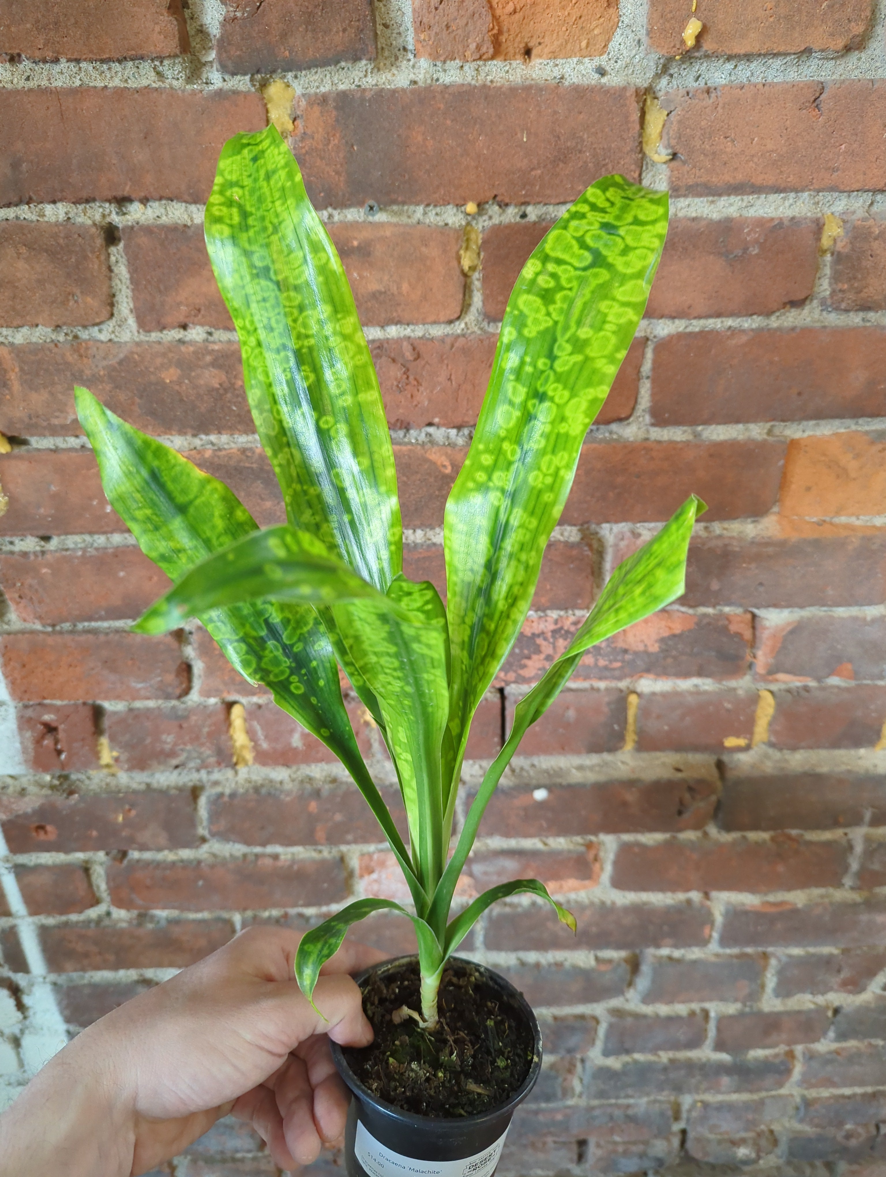 dracaena malachite Dracaena 'Malachite' – Desert Rose Cactus Lounge