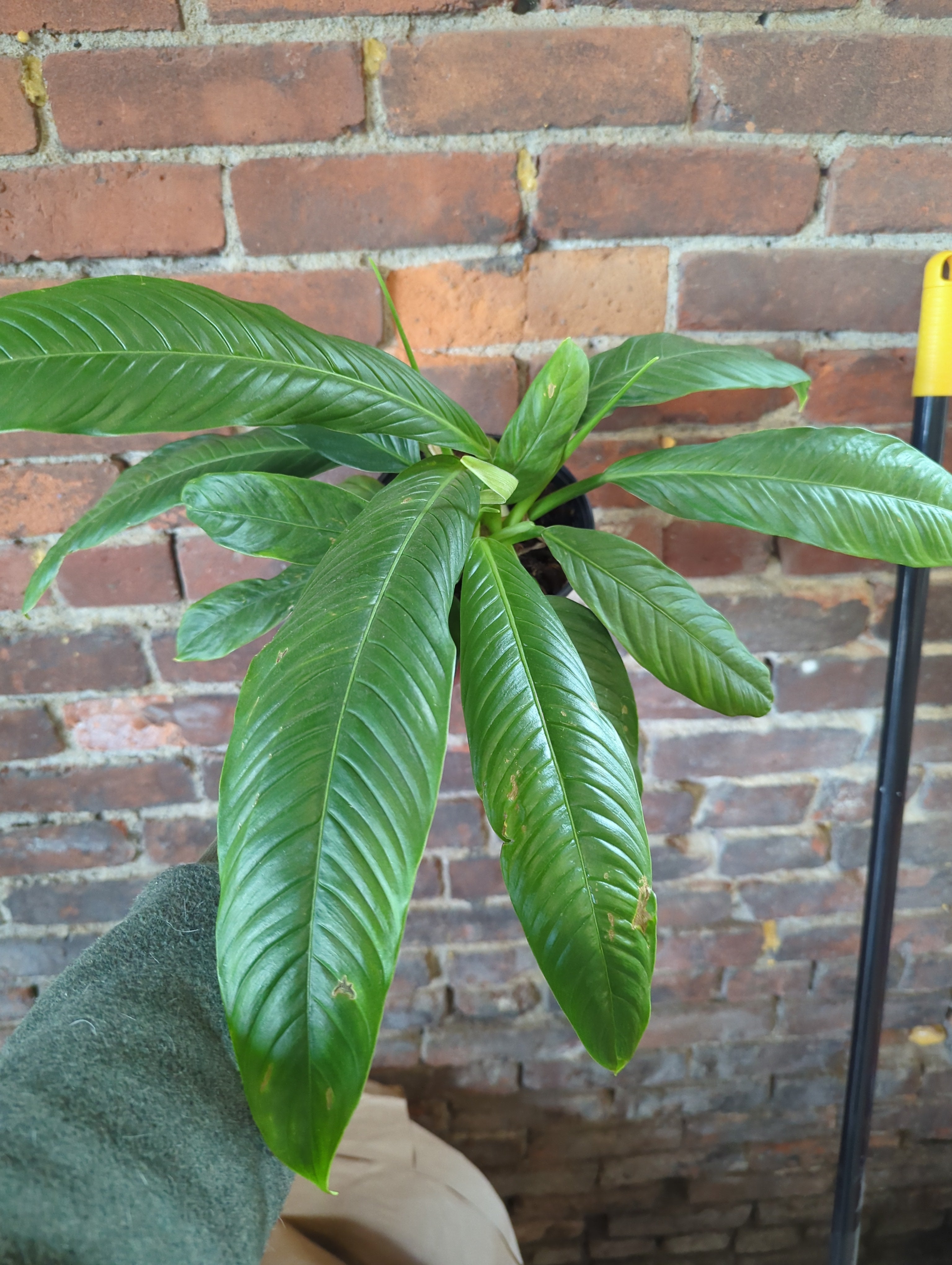 Philodendron Campii 'Lynette' – Desert Rose Cactus Lounge