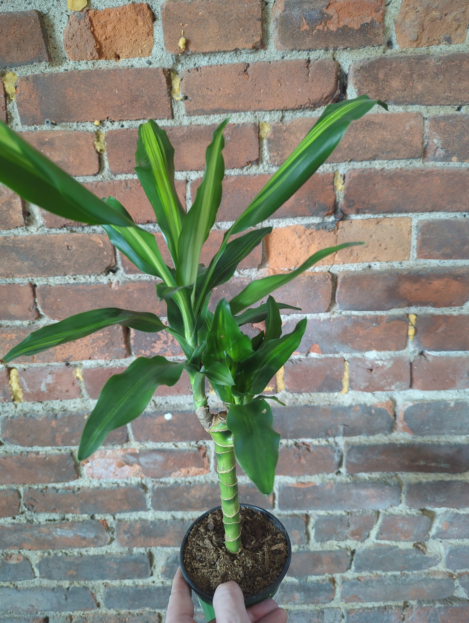 Dracaena Cintho Cane – Desert Rose Cactus Lounge