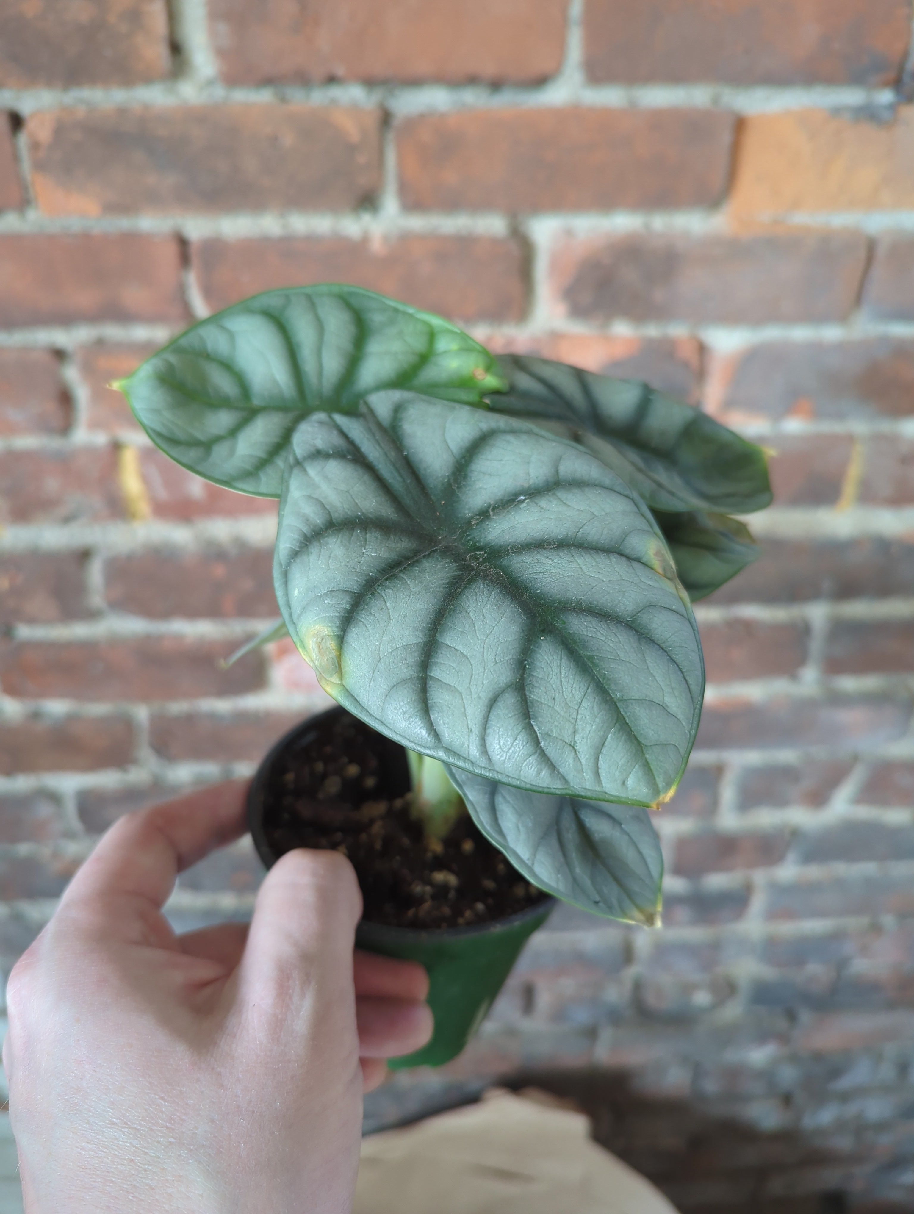 Alocasia Nebula