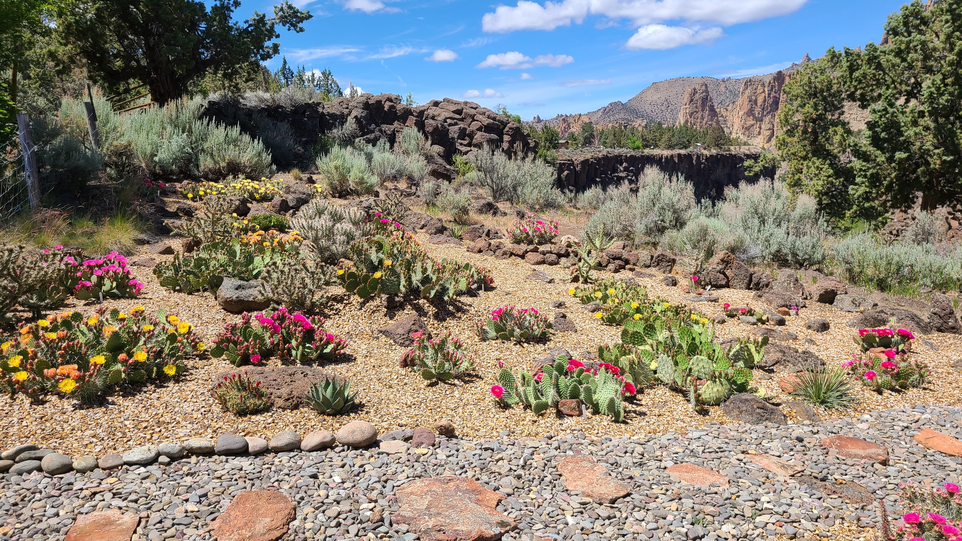 Cold Hardy Cacti with Smith Rock Cactus Company