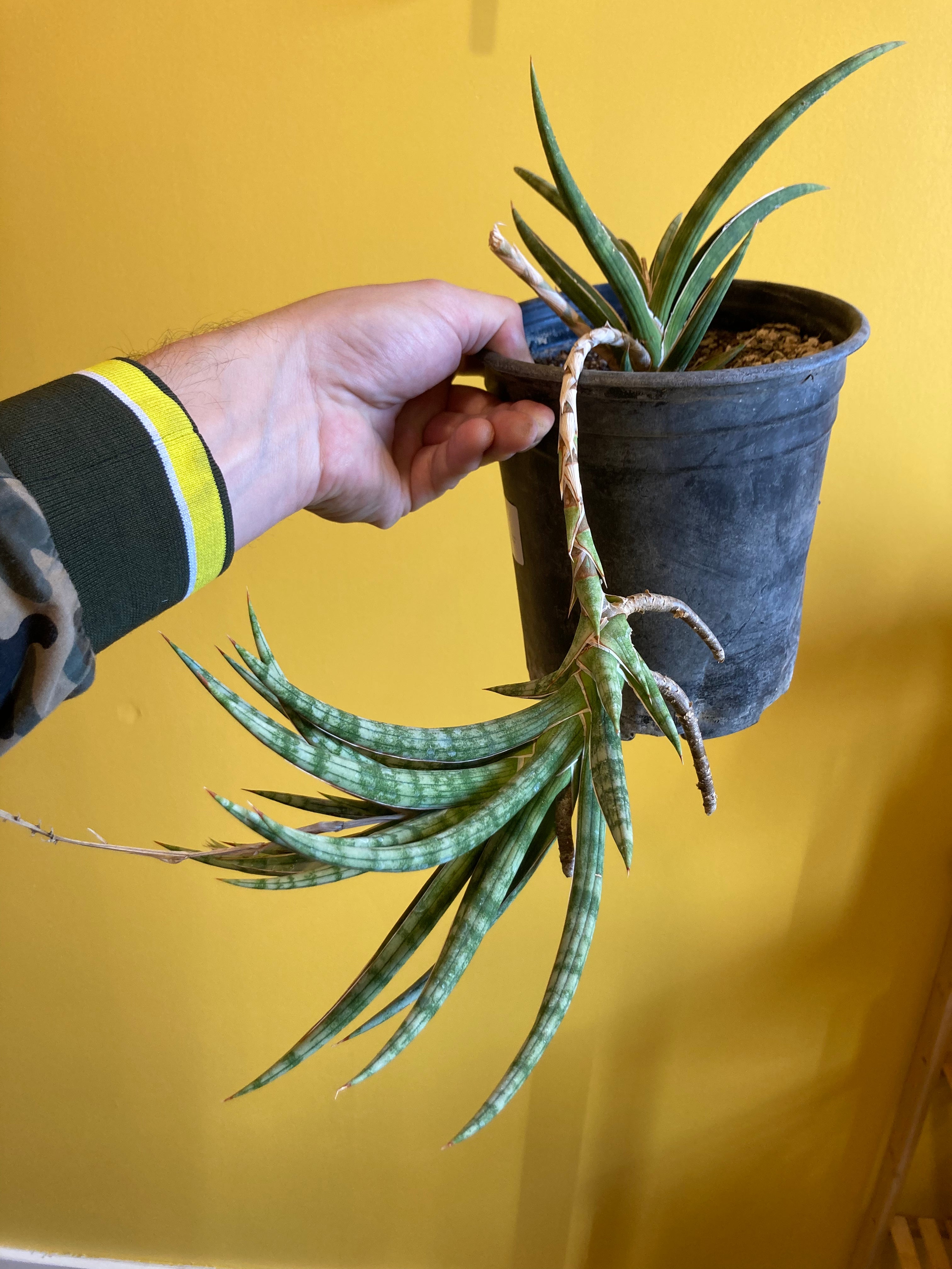 sansevieria gracilis care Sansevieria Gracilis – Desert Rose Cactus Lounge
