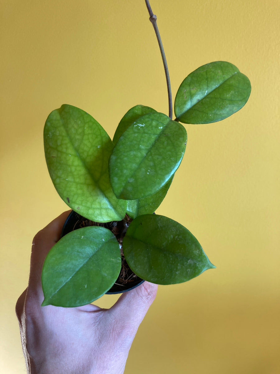 Hoya Fungii – Desert Rose Cactus Lounge