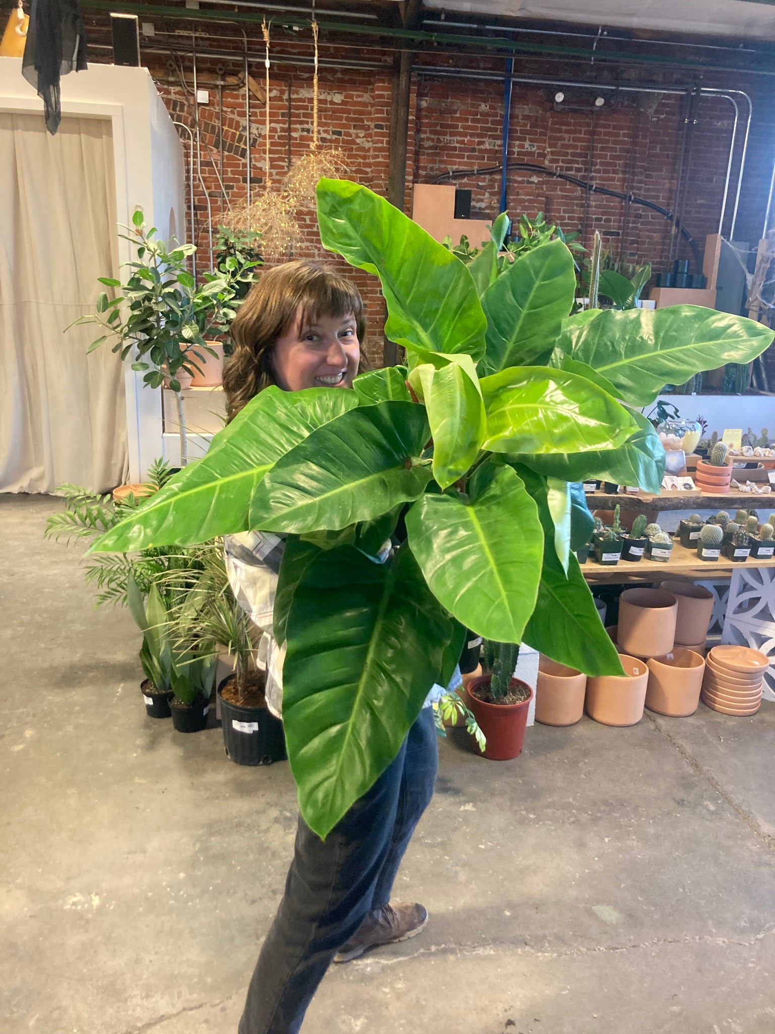 philodendron jungle fever Philodendron 'Jungle Fever' – Desert Rose Cactus Lounge