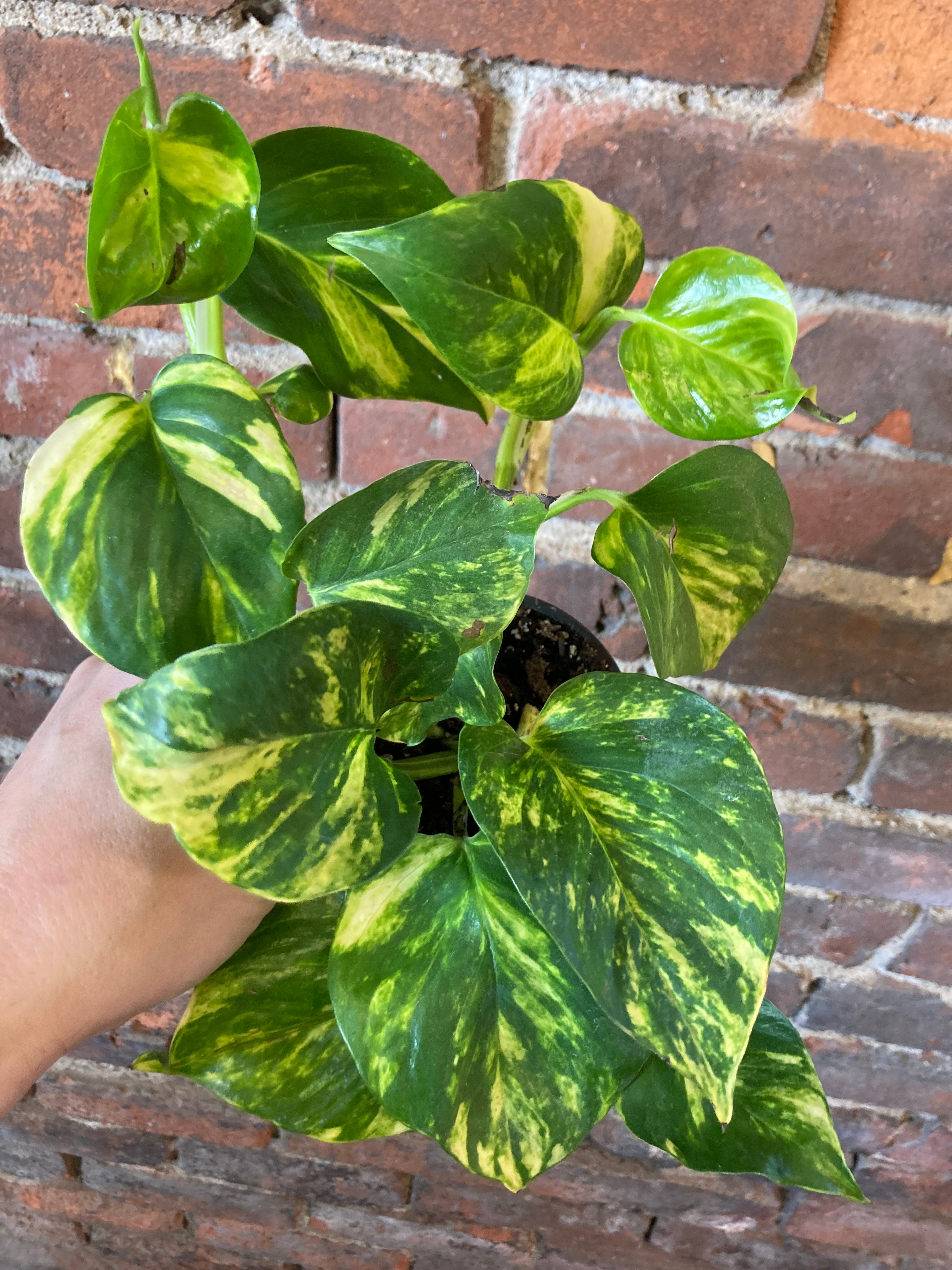 glitter goddess pothos Epipremnum Pinnatum 'Glitter Goddess' – Desert Rose Cactus Lounge