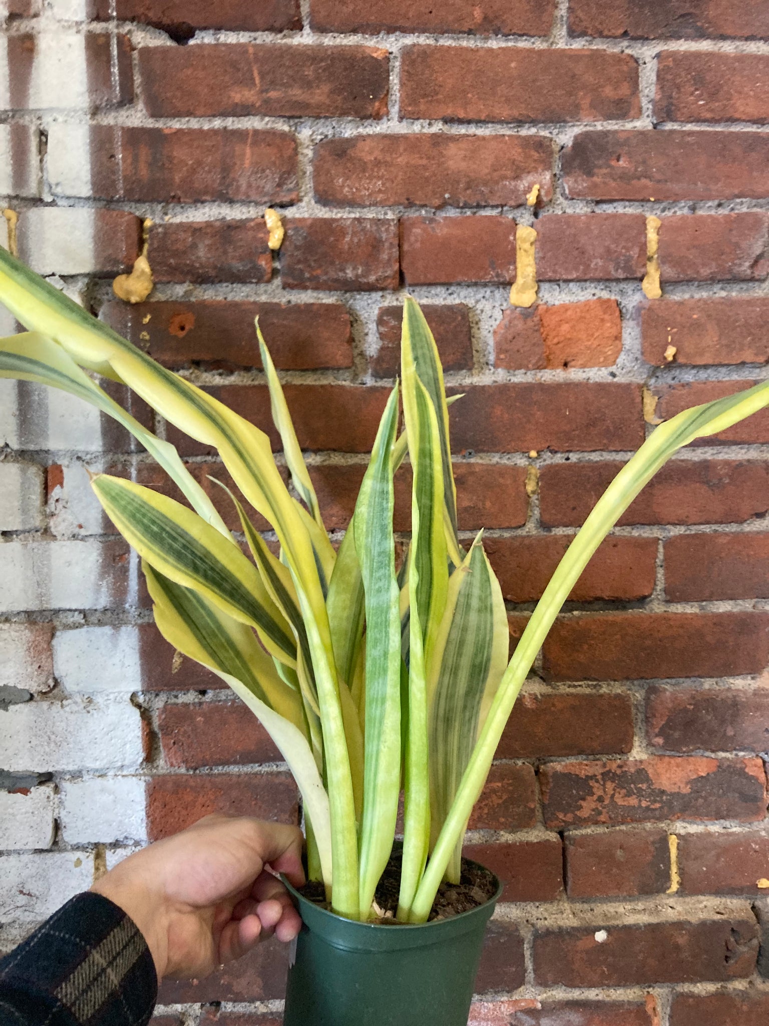 yellowstone sansevieria Sansevieria aubrytiana 'Yellowstone' – Desert Rose Cactus Lounge