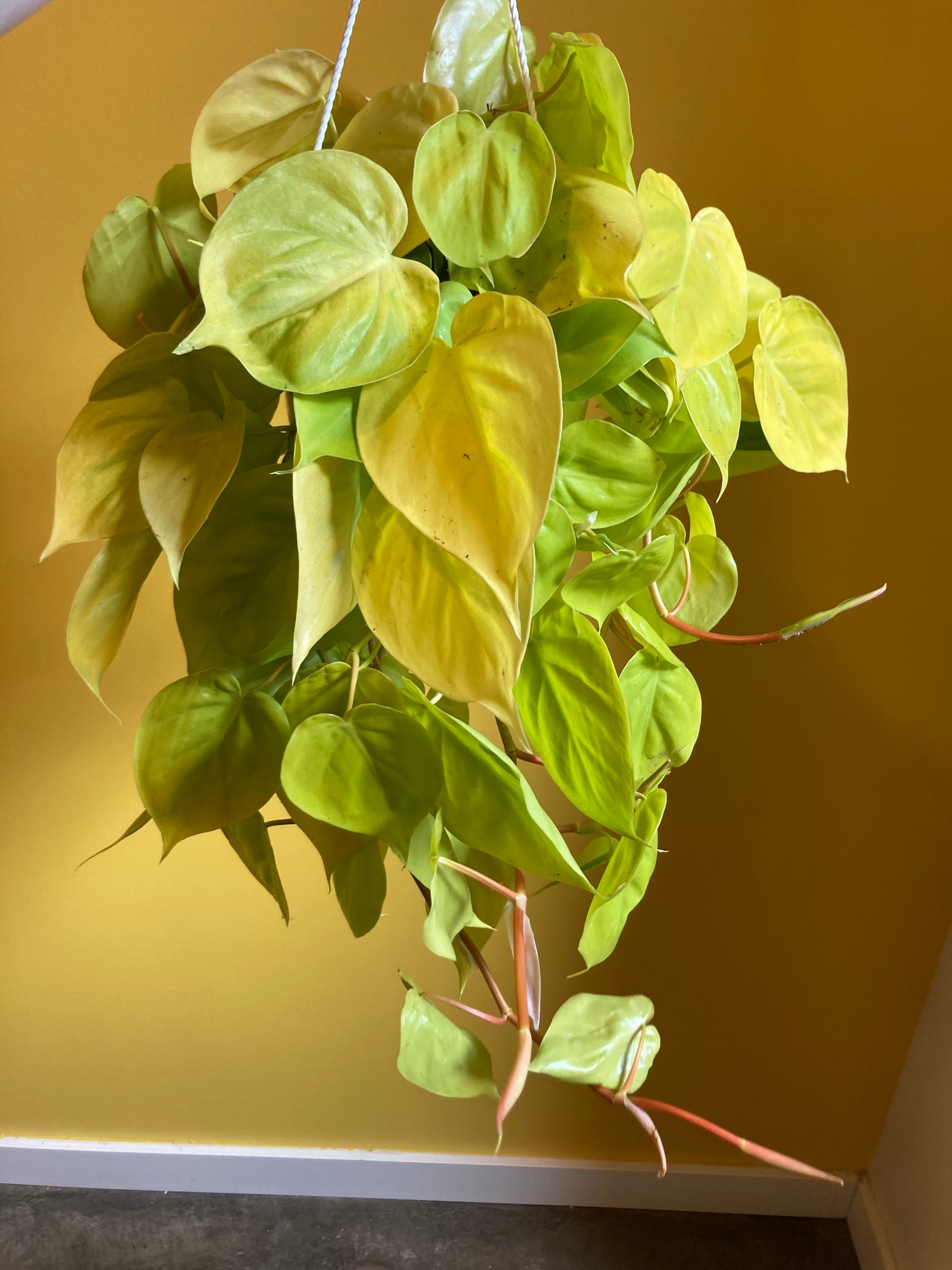 philodendron cordatum toxic Philodendron Cordatum Lime – Desert Rose Cactus Lounge