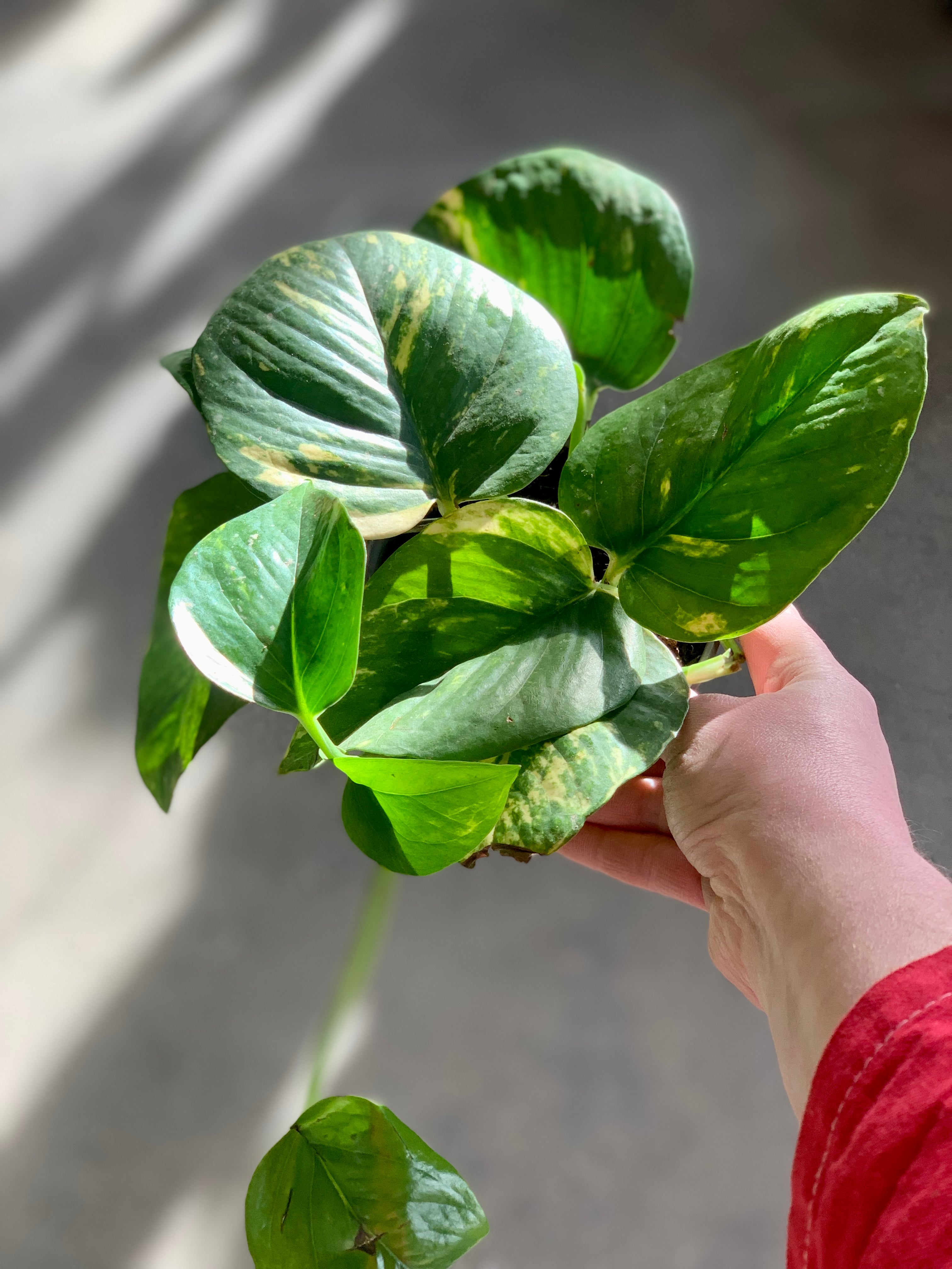 pothos big leaves Golden Pothos – Desert Rose Cactus Lounge