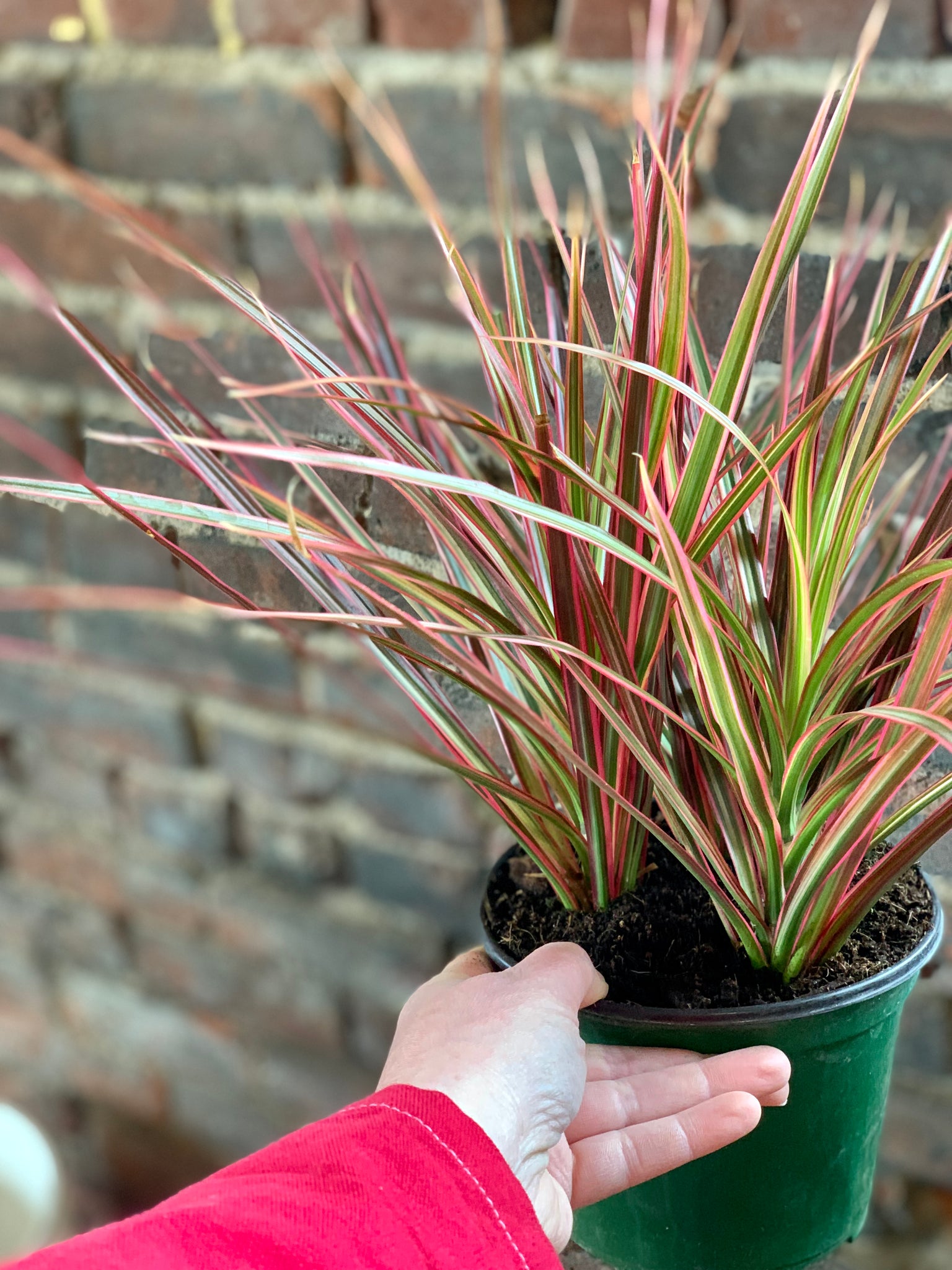 dracaena marginata colorama care Dracaena Marginata Colorama – Desert Rose Cactus Lounge