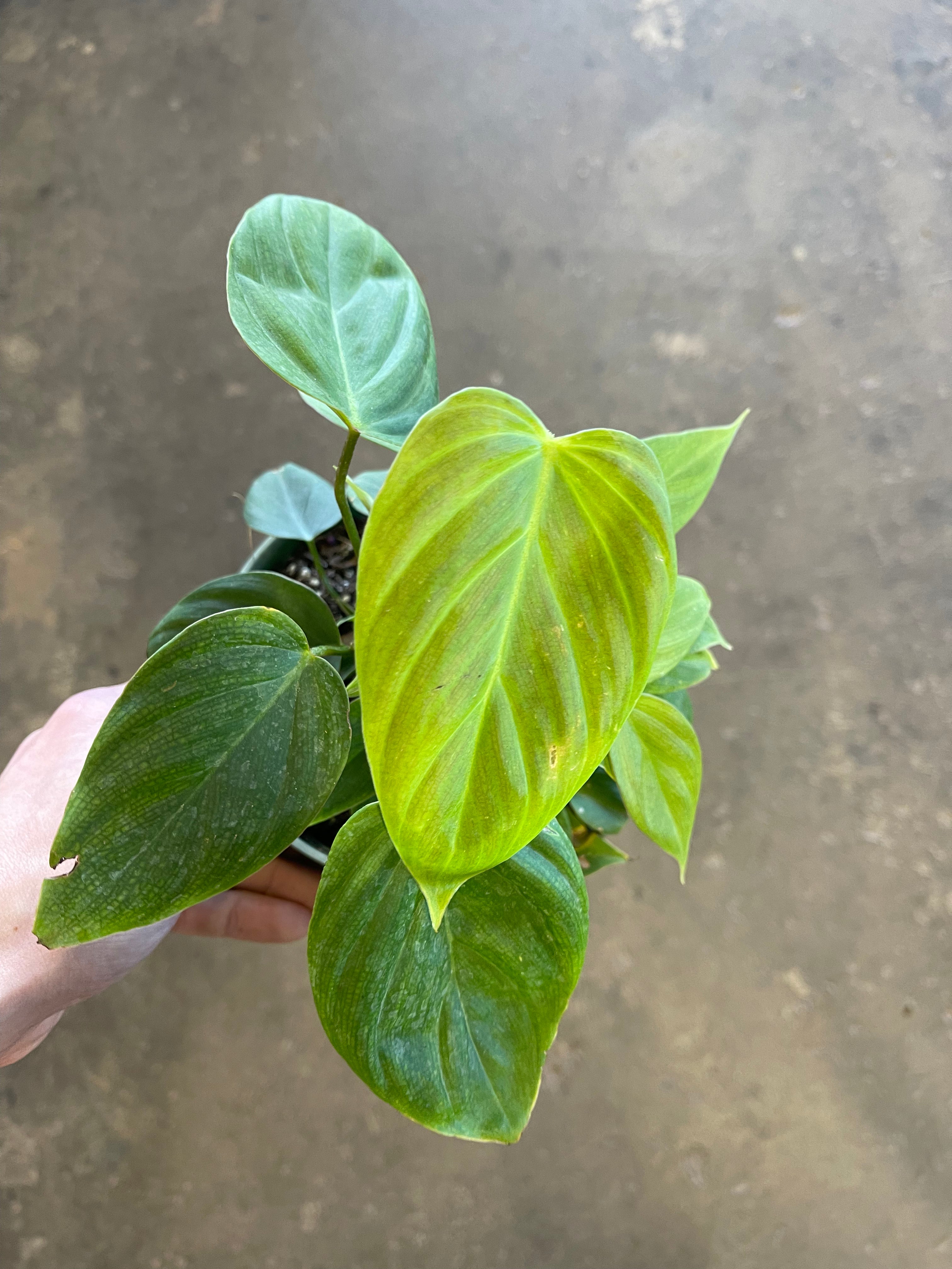 philodendron fuzzy petiole size Philodendron 'Fuzzy Petiole' – Desert Rose Cactus Lounge