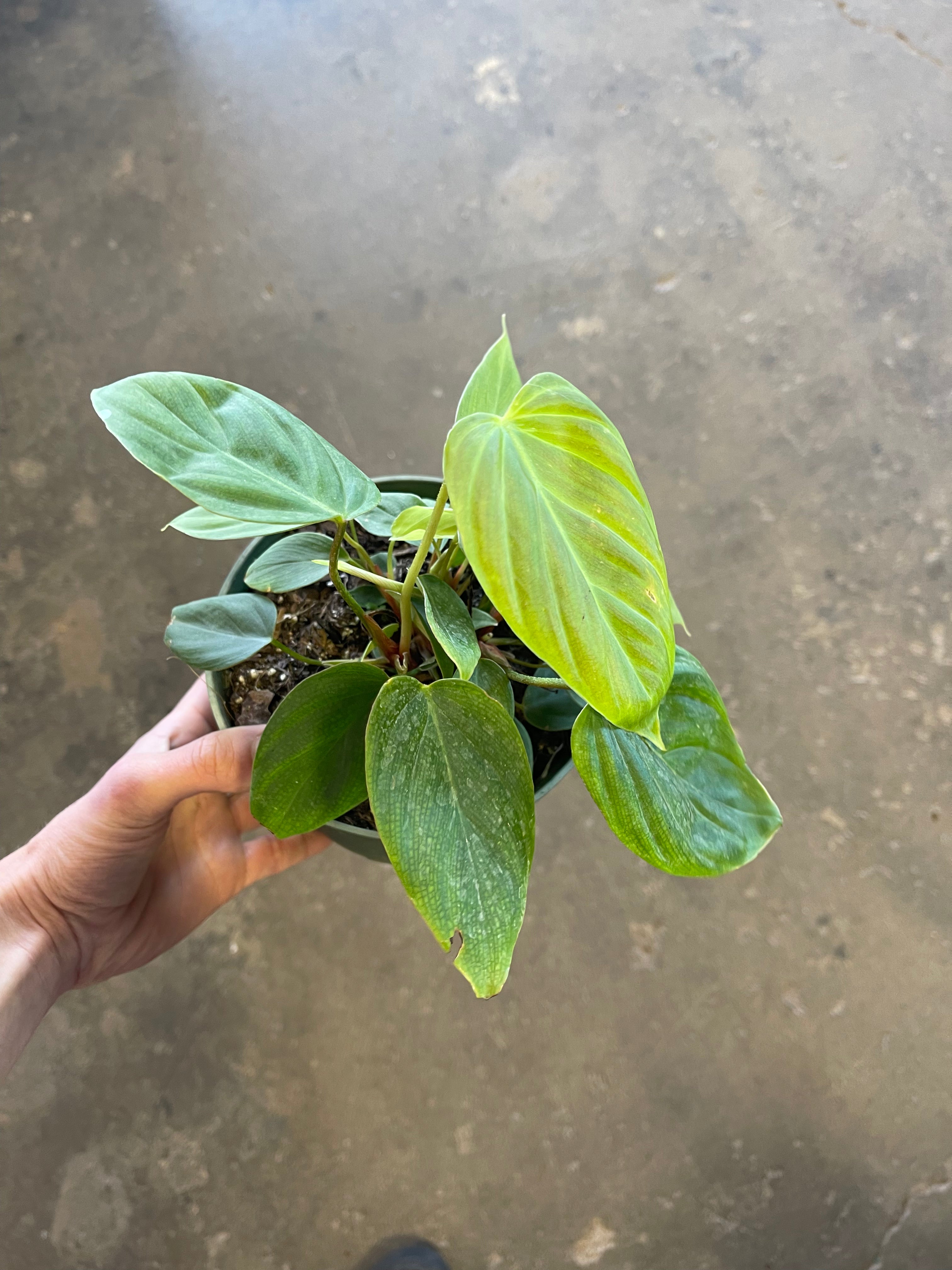 fuzzy philodendron Philodendron 'Fuzzy Petiole' – Desert Rose Cactus Lounge