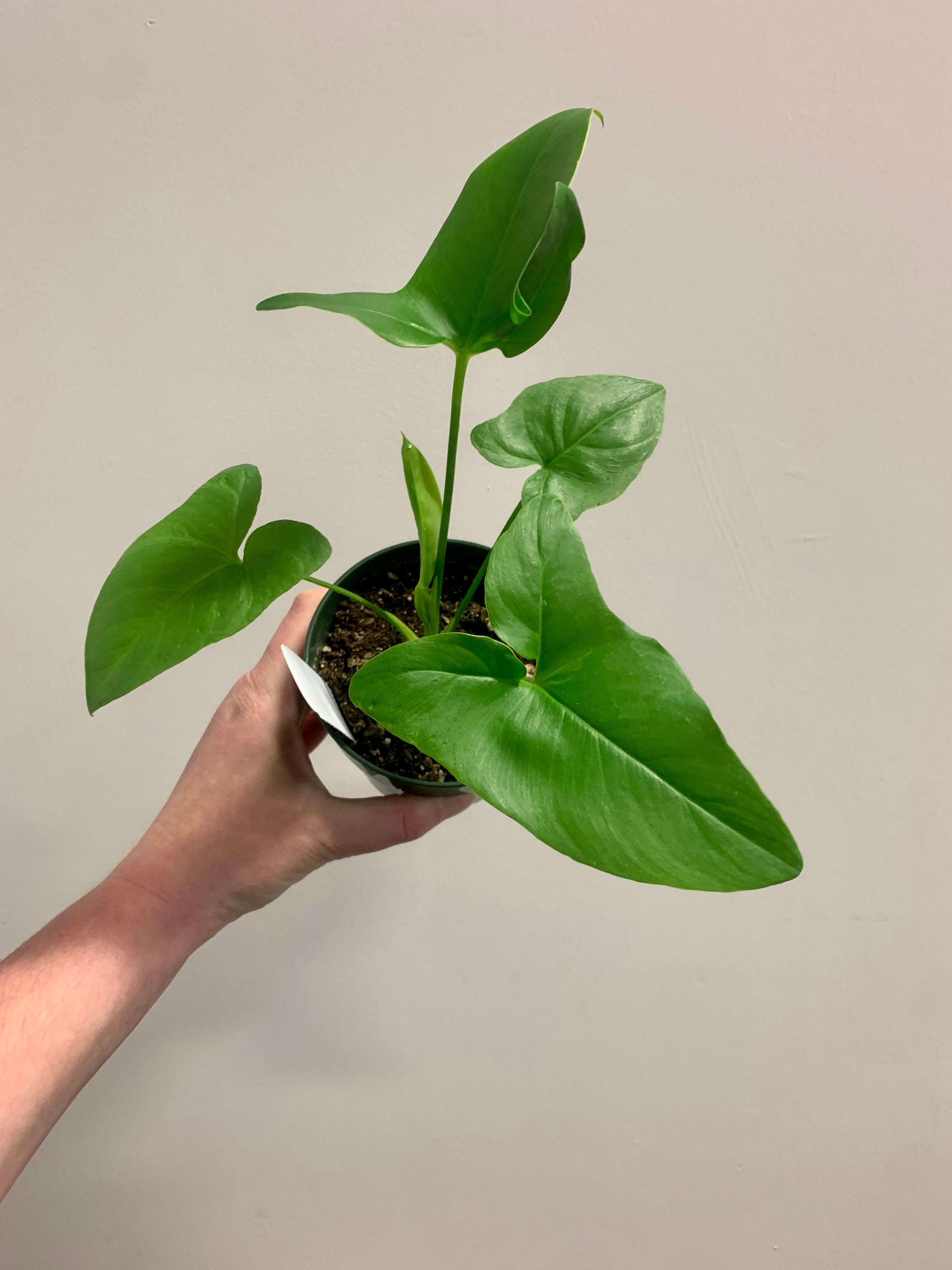 Philodendron goeldii (Thaumatophyllum spruceanum) – Desert Rose Cactus  Lounge