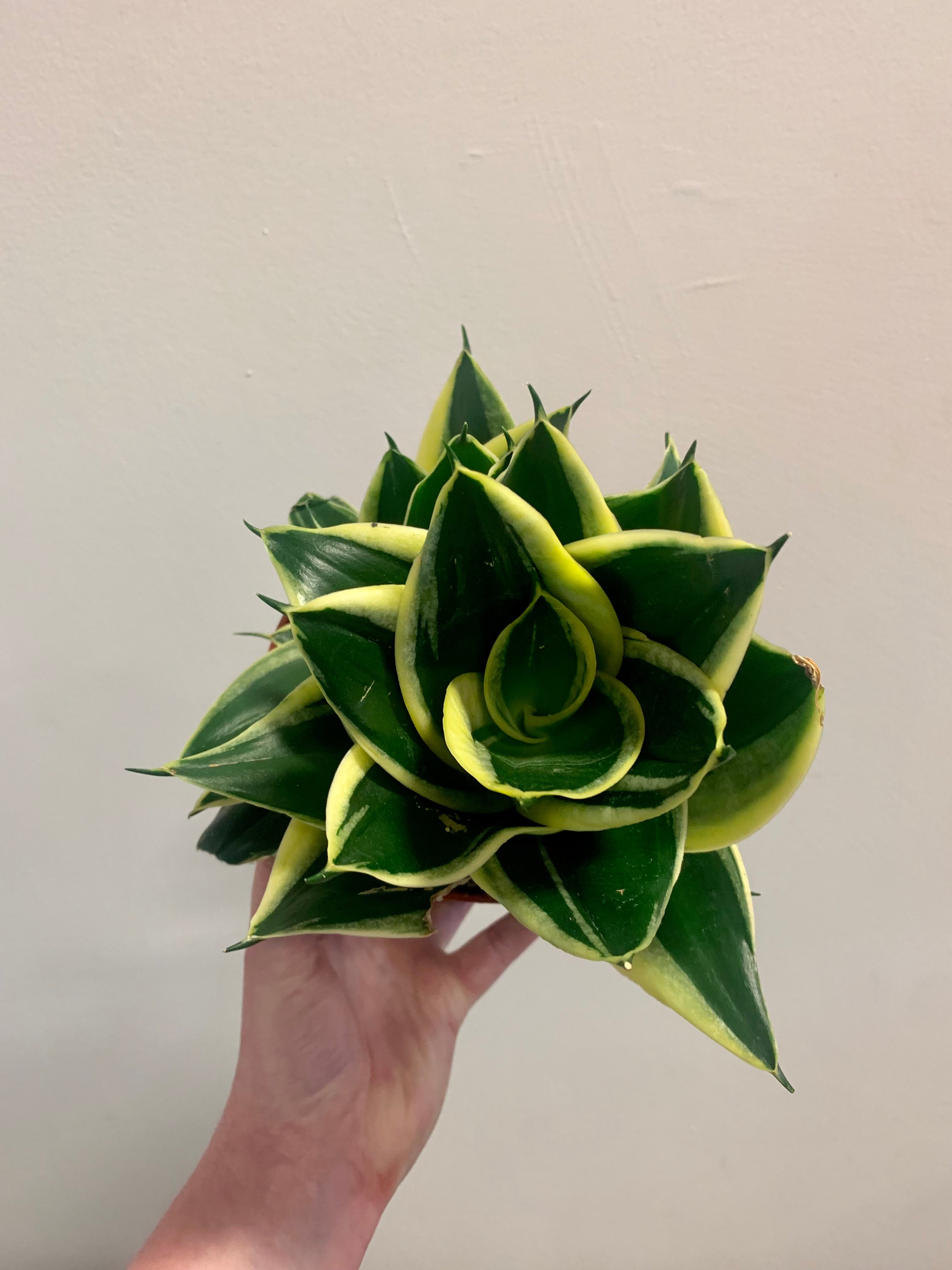 sansevieria black rose Sansevieria Black Star – Desert Rose Cactus Lounge
