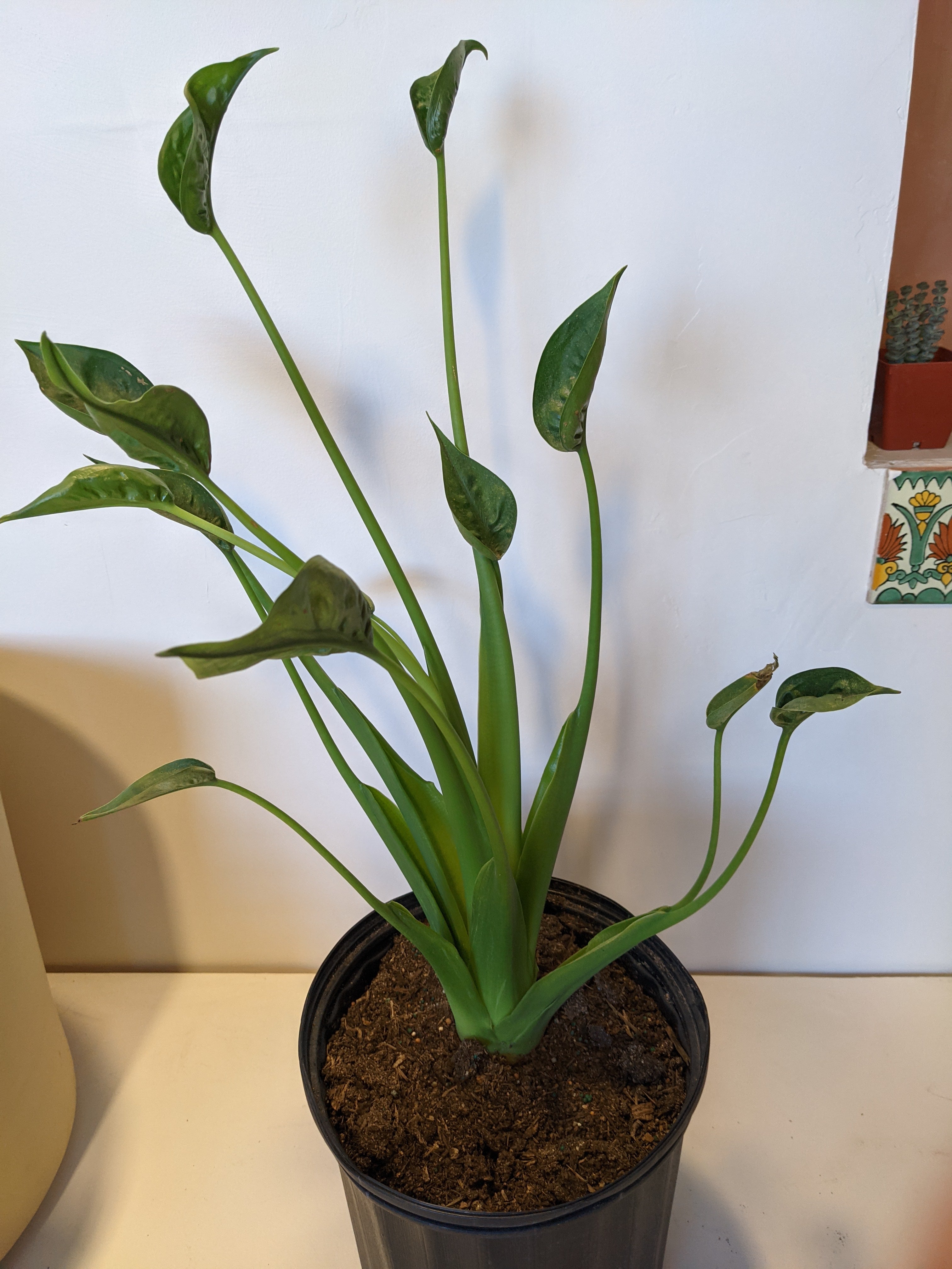Alocasia "Tiny Dancer"