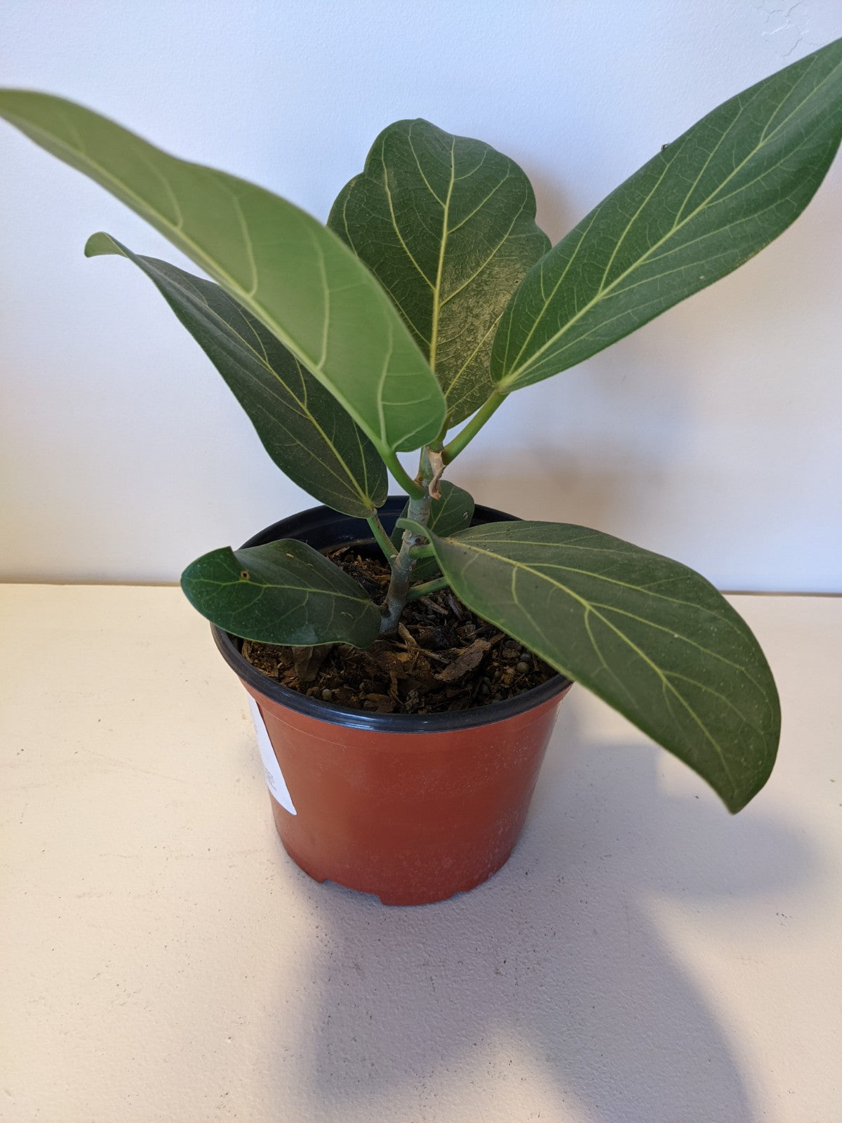 audrey ficus buy Ficus Audrey – Desert Rose Cactus Lounge