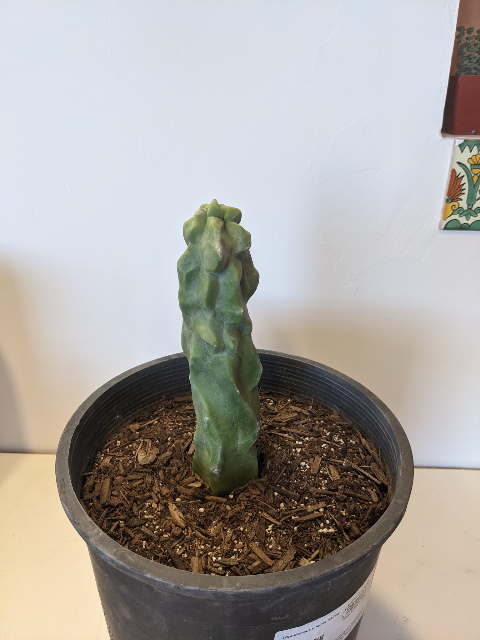 skinny plant pot Lophocereus s. Minor (Skinny Totem Pole) – Desert Rose Cactus Lounge