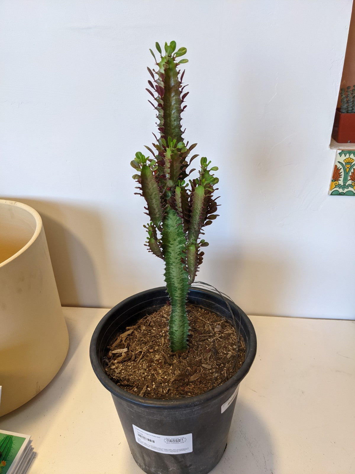 Euphorbia Trigona Red