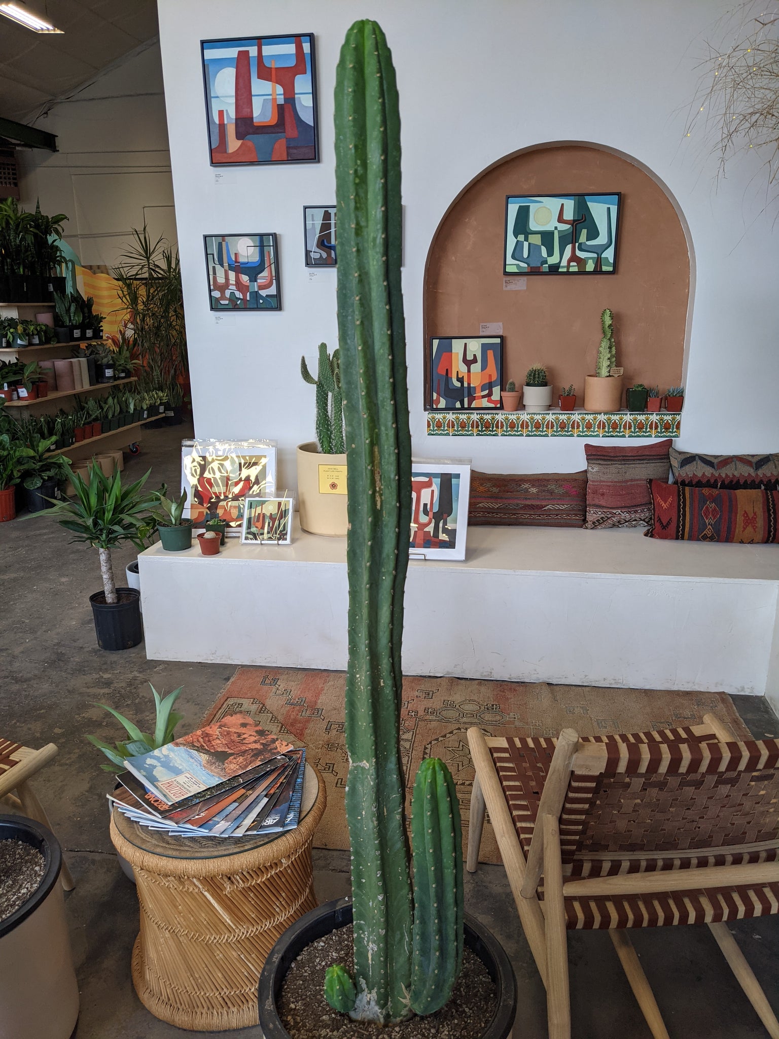 eat san pedro cactus Echinopsis pachanoi 'San Pedro' – Desert Rose Cactus Lounge