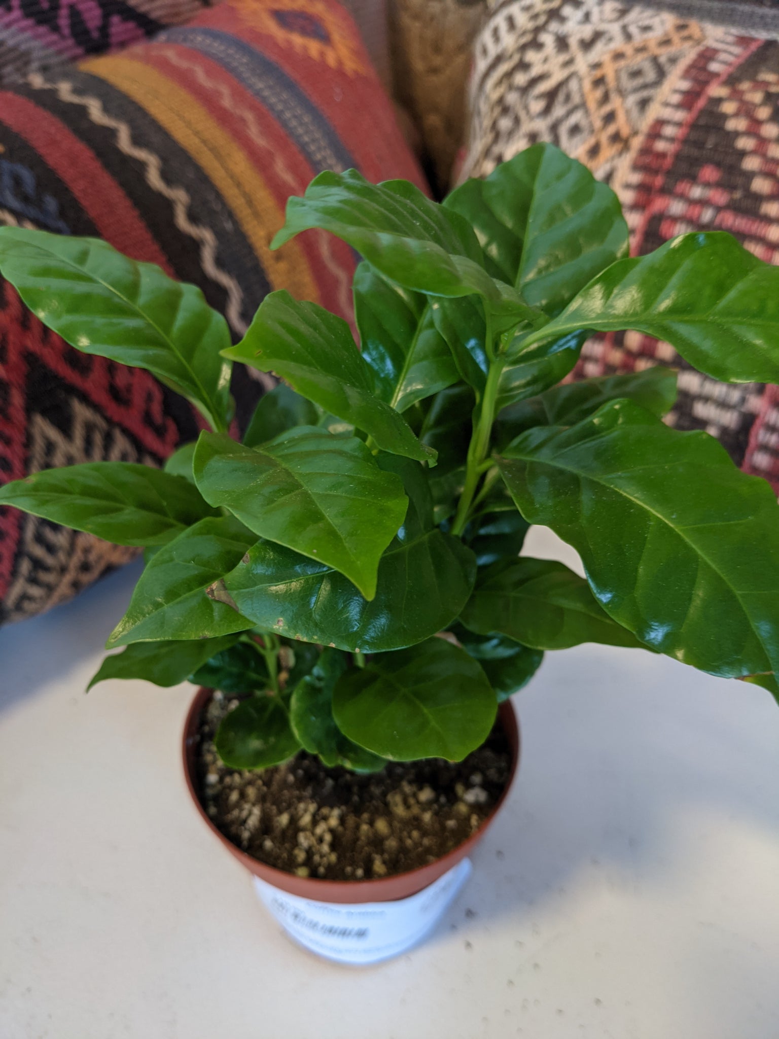 arabica coffee plant indoors Coffee Arabica – Desert Rose Cactus Lounge