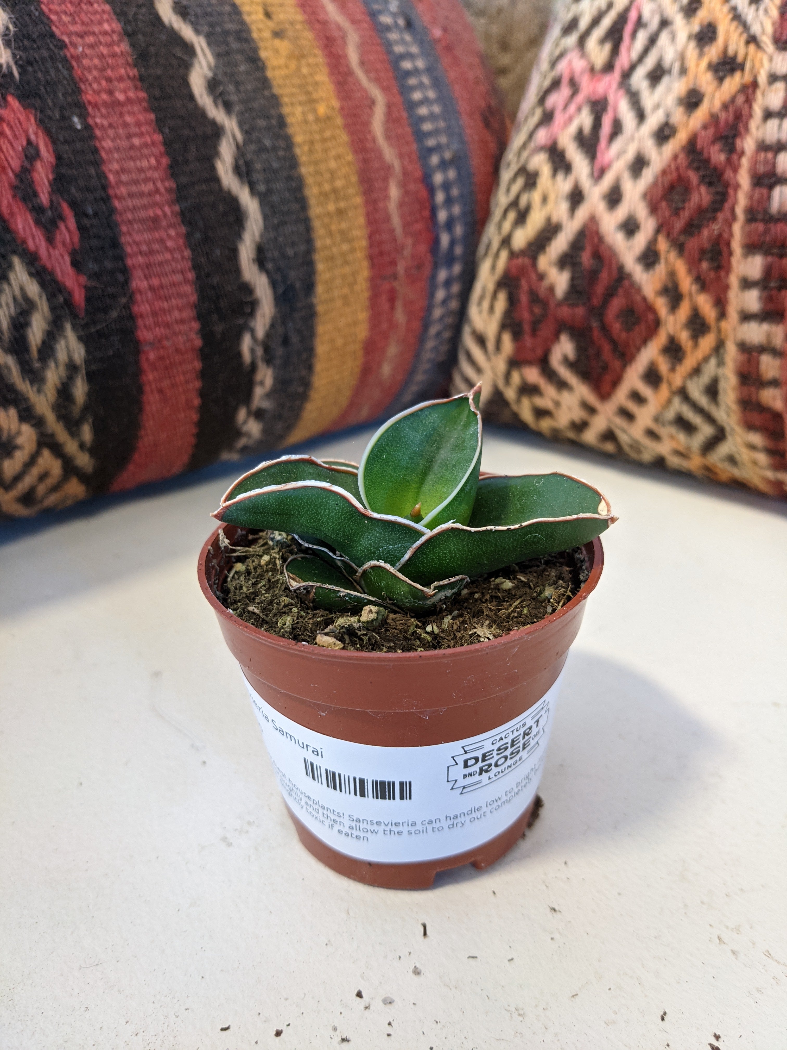Sansevieria Samurai – Desert Rose Cactus Lounge