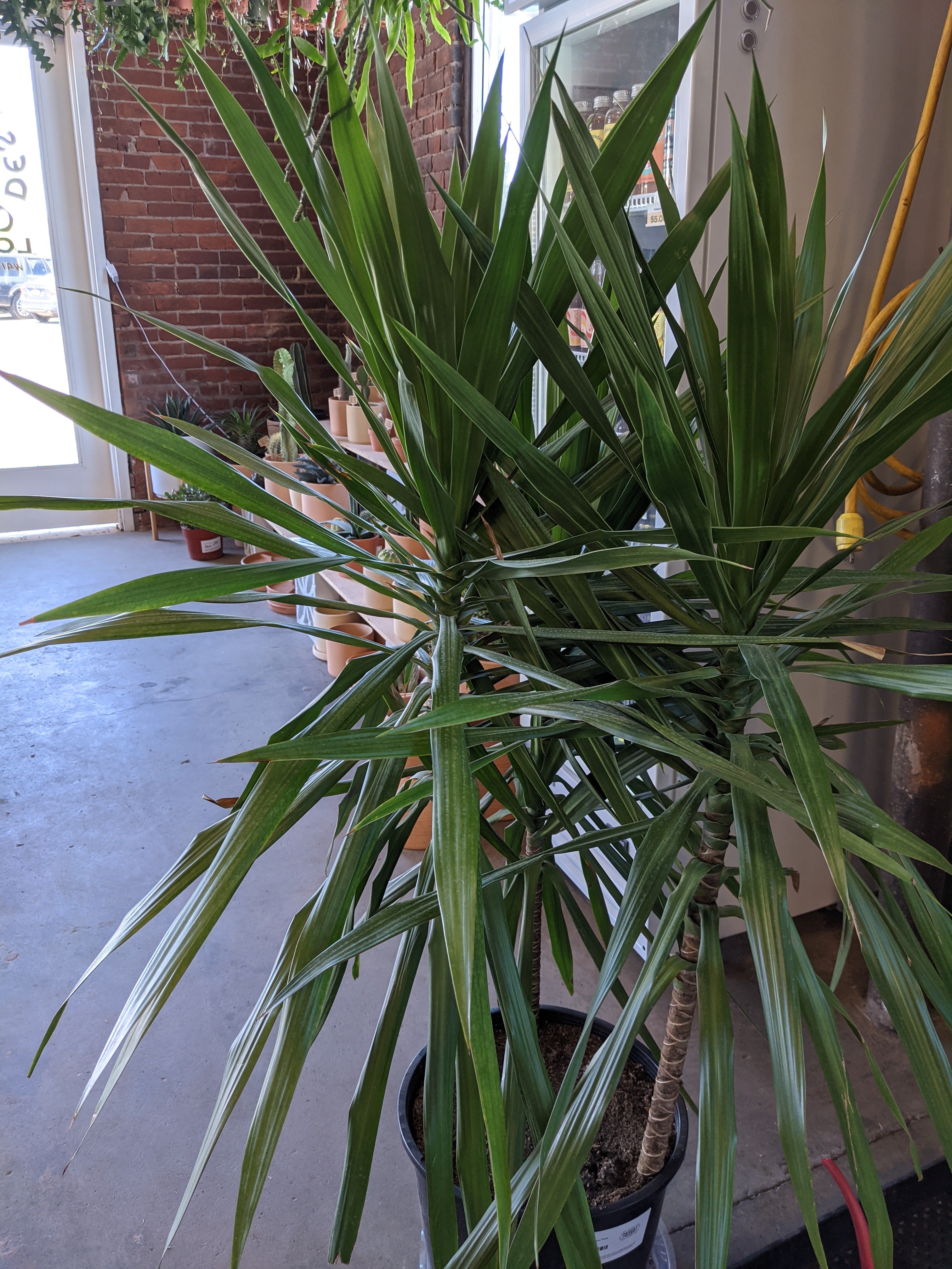 tarzan dracaena Dracaena Tarzan – Desert Rose Cactus Lounge