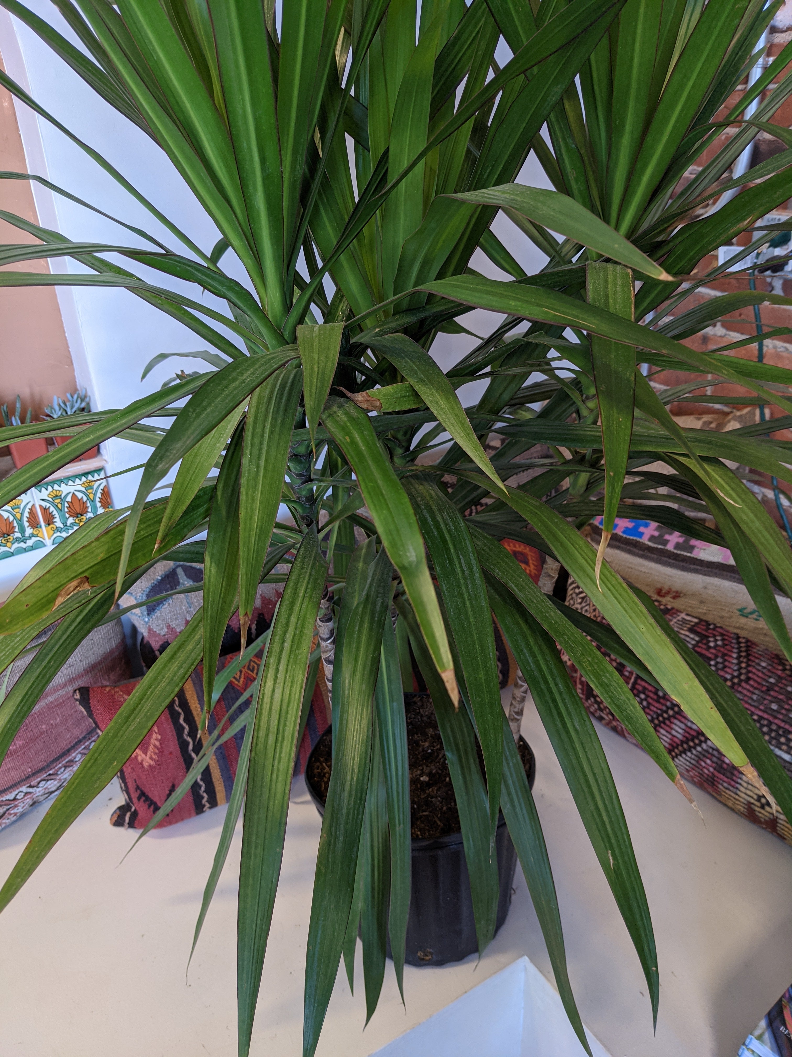 tarzan dracaena Dracaena Tarzan – Desert Rose Cactus Lounge