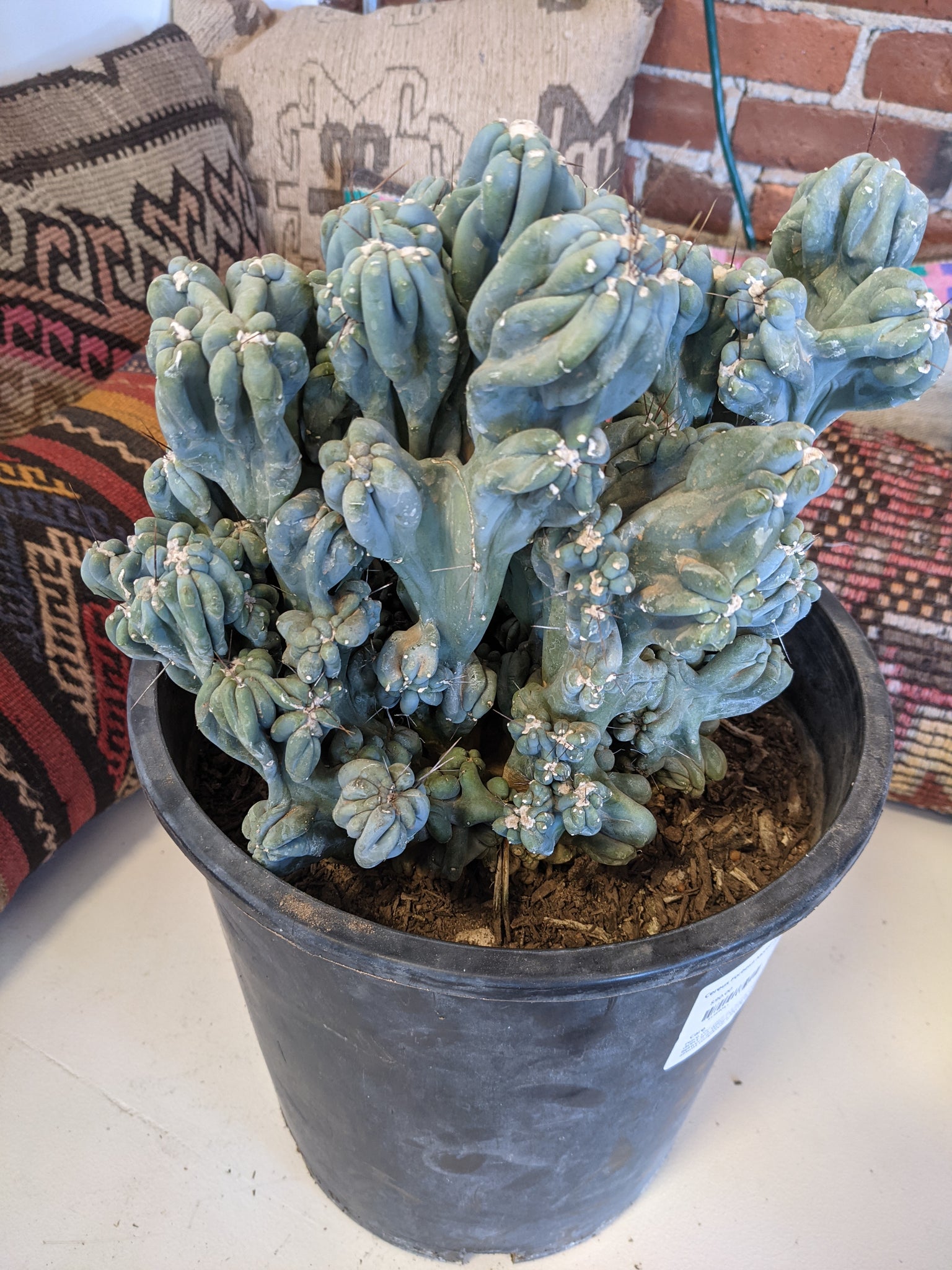 succulents box cereus ming thing cereus forbesii monstrose Cereus Forbesii Monstrose (Ming Thing) – Desert Rose Cactus Lounge