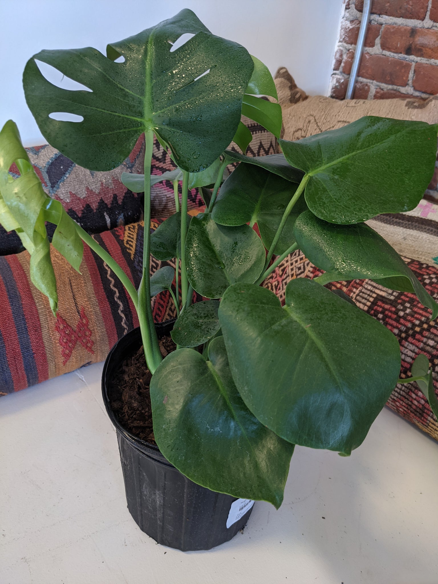 mojave monstera plant Monstera Deliciosa – Desert Rose Cactus Lounge