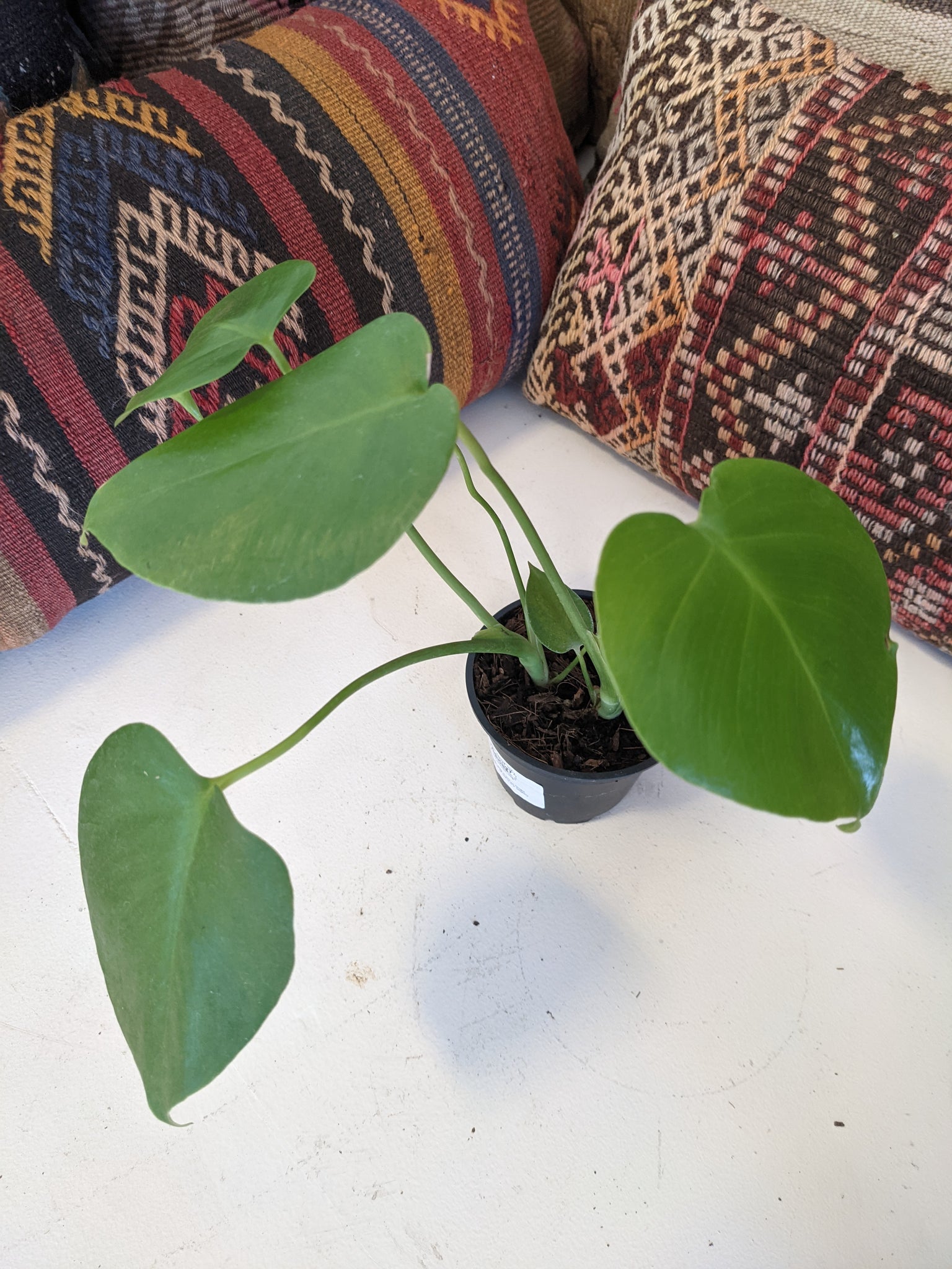 plante monstera rose Monstera Deliciosa – Desert Rose Cactus Lounge