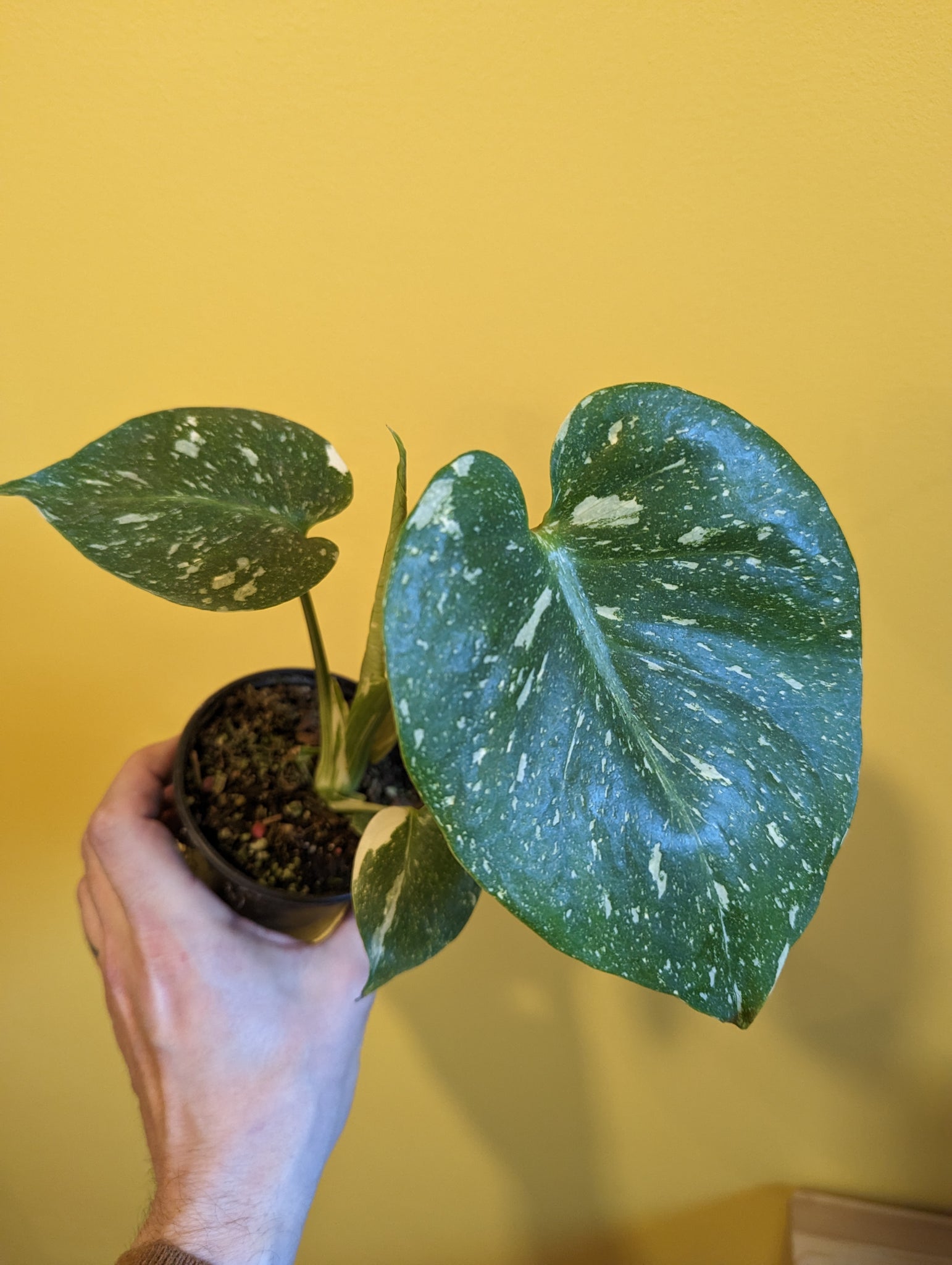 monstera cactus Monstera Deliciosa 'Thai Constellation' – Desert Rose Cactus Lounge