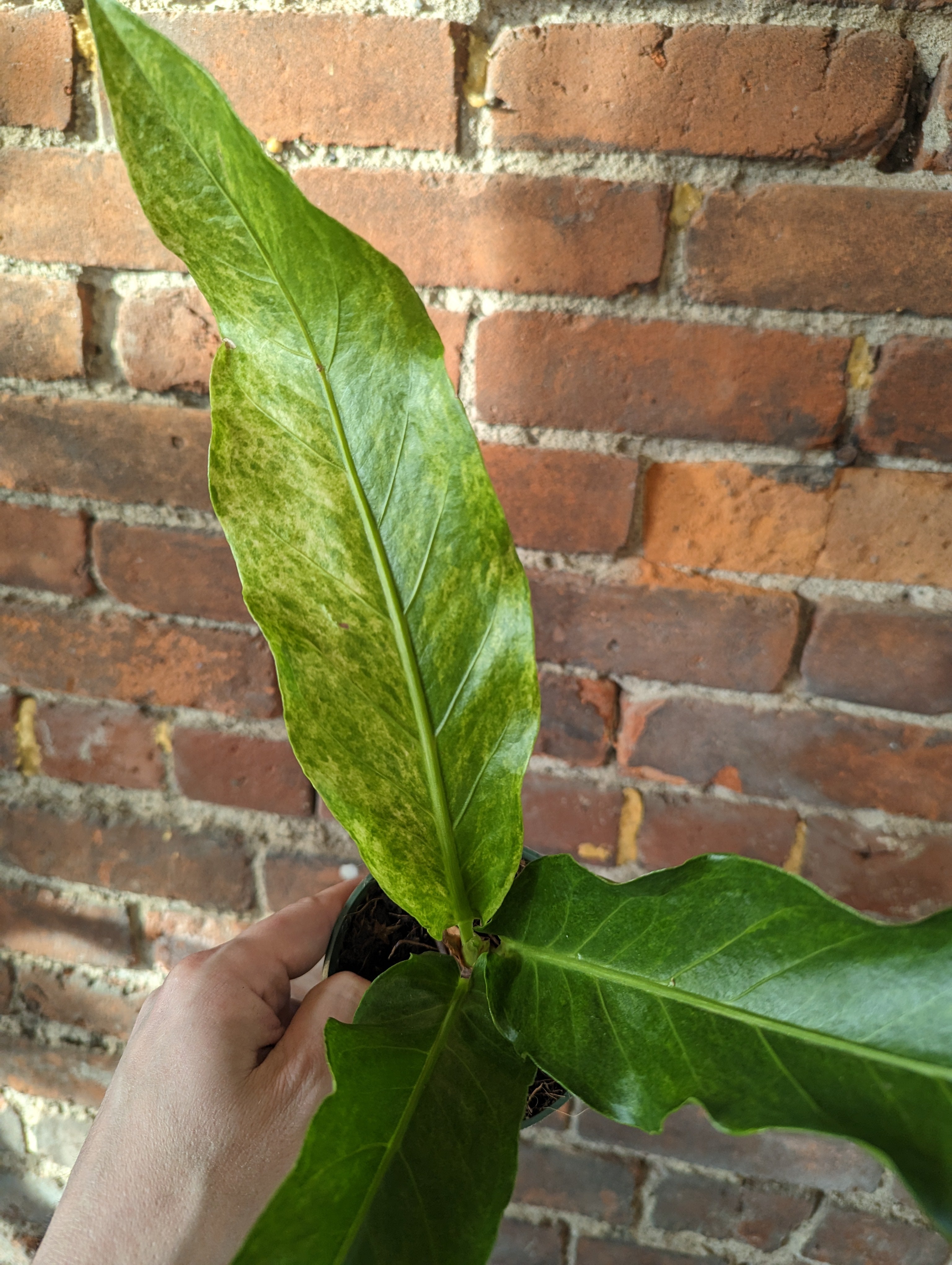 Anthurium Hookeri 'Veriegata'