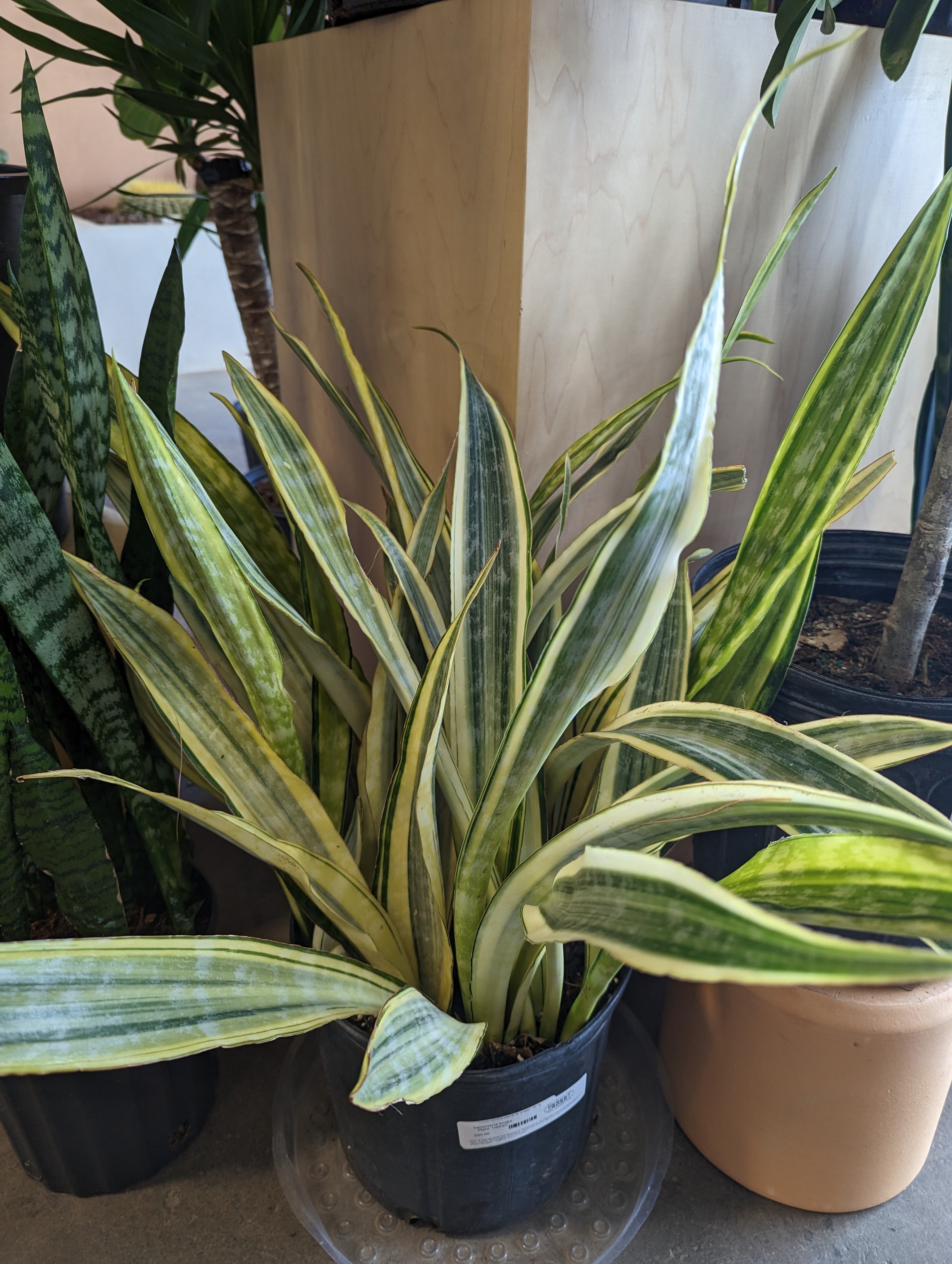 Sanseveria Snake Plant 'Lauren' – Desert Rose Cactus Lounge