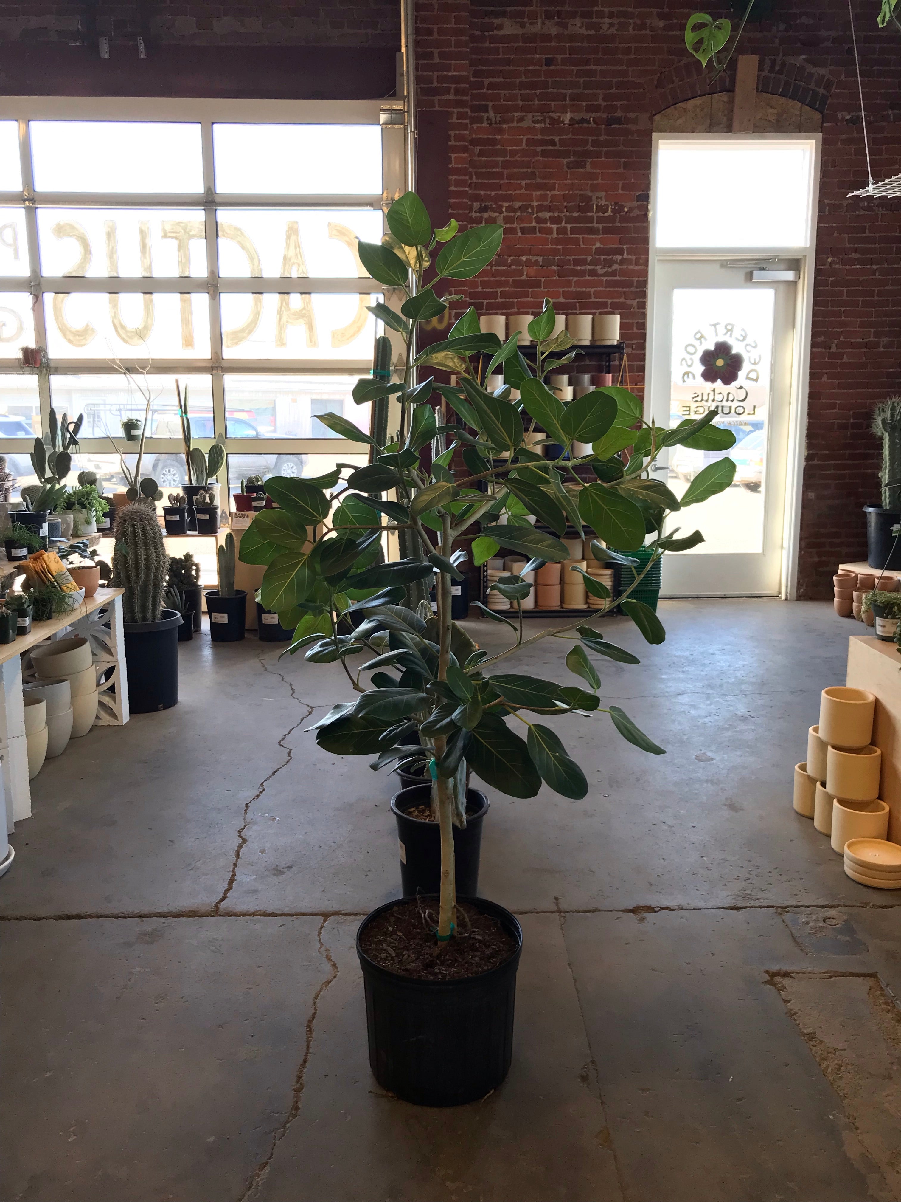 ficus audrey buy Ficus Audrey – Desert Rose Cactus Lounge