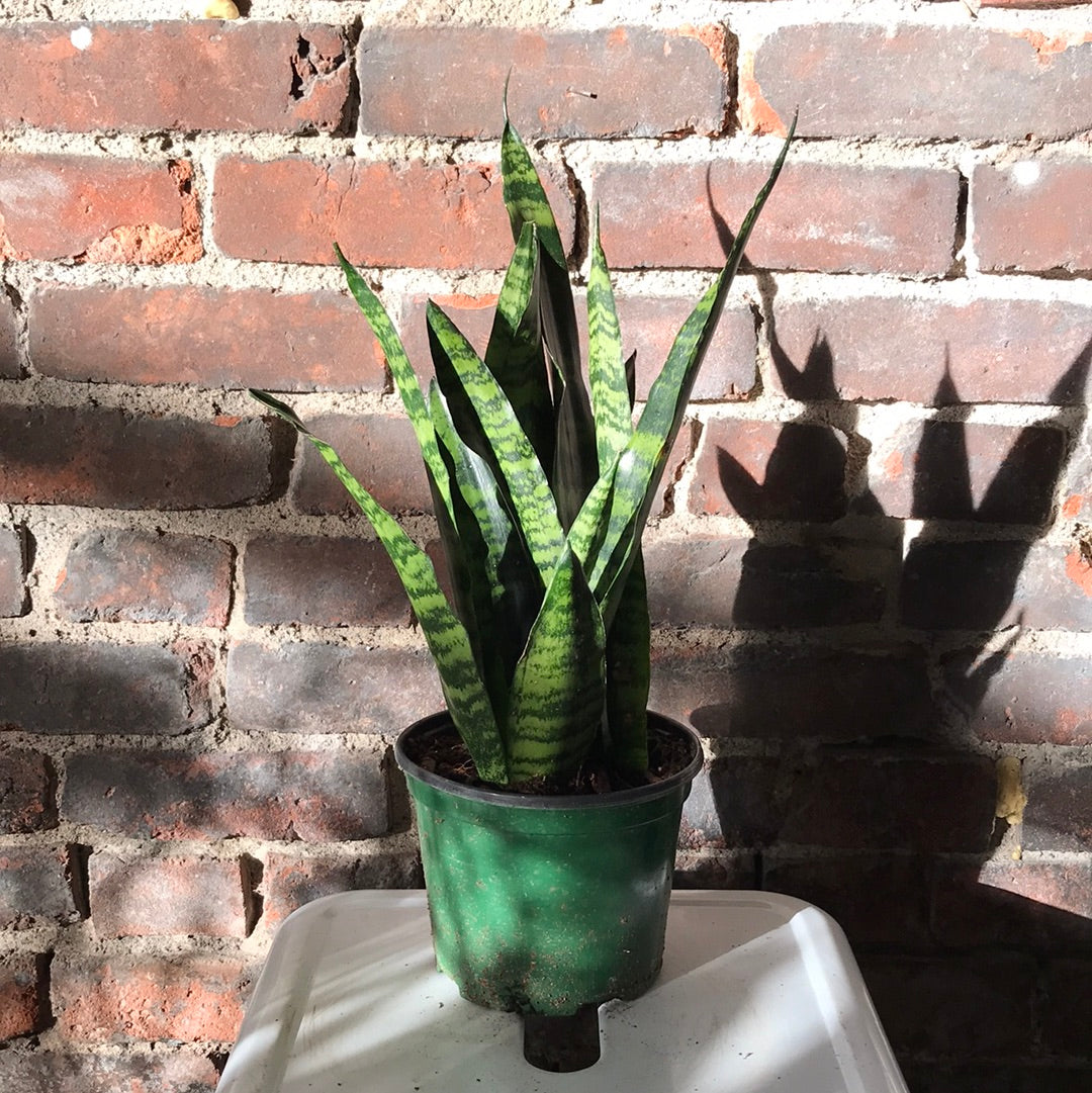 sansevieria zeylanica black coral Sansevieria Black Coral – Desert Rose Cactus Lounge