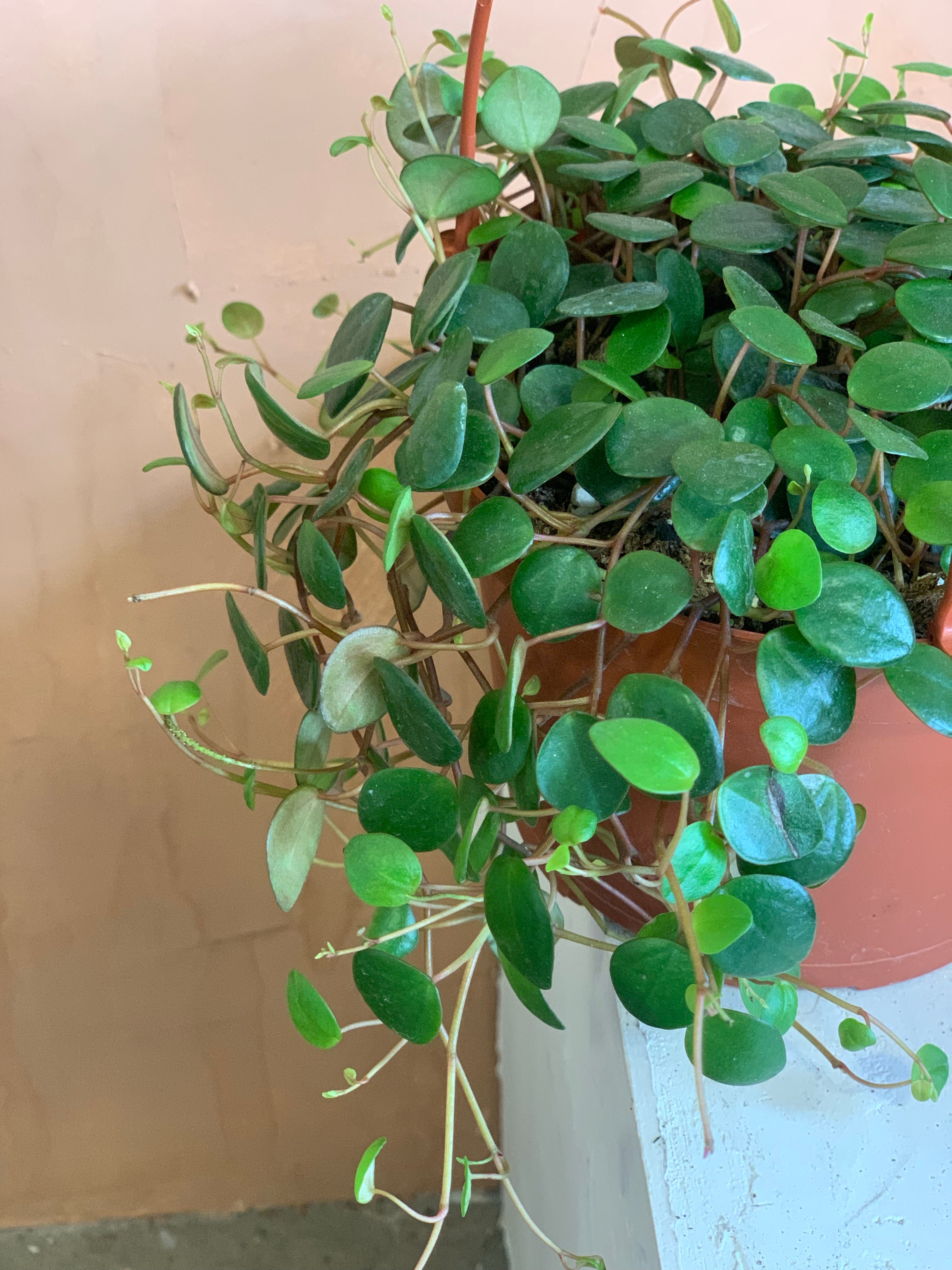 string of coins succulent Peperomia Pepperspot "String of Coins" – Desert Rose Cactus Lounge