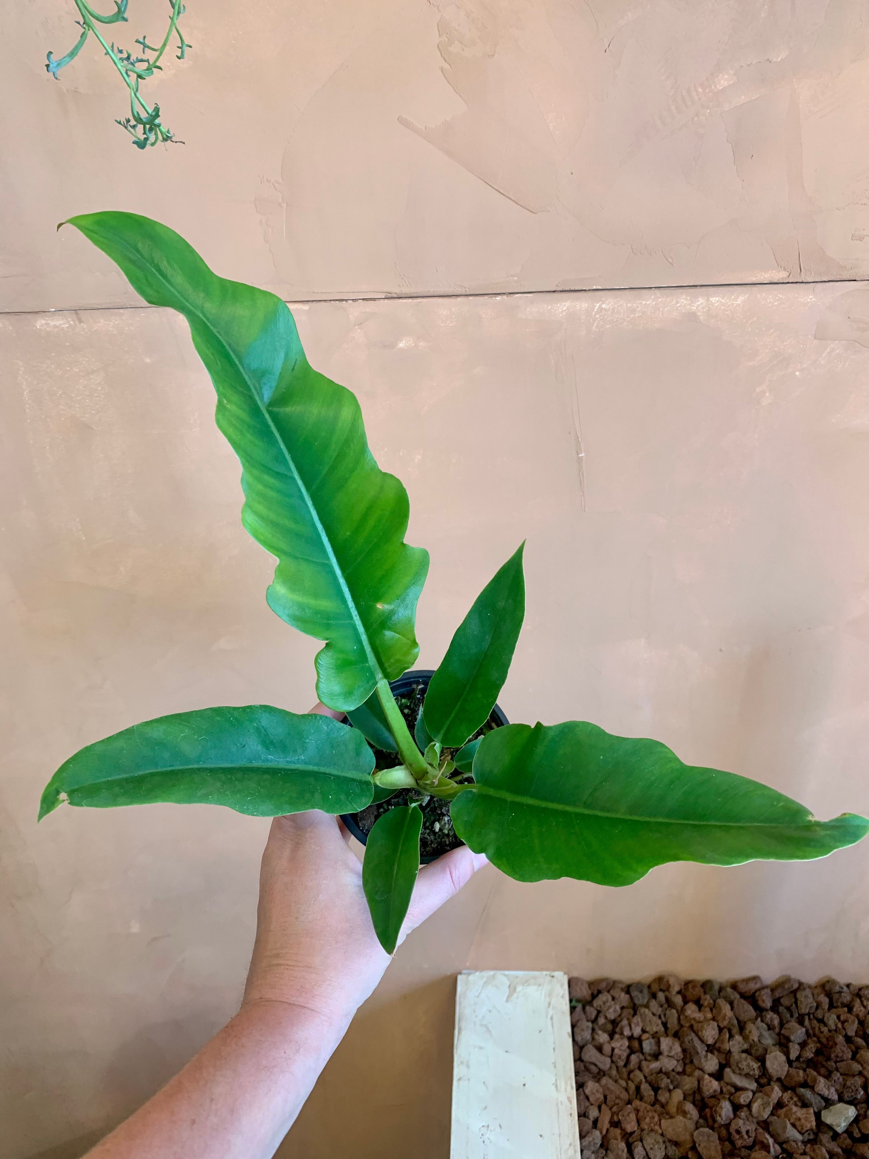 philodendron narrow Philodendron Narrow – Desert Rose Cactus Lounge