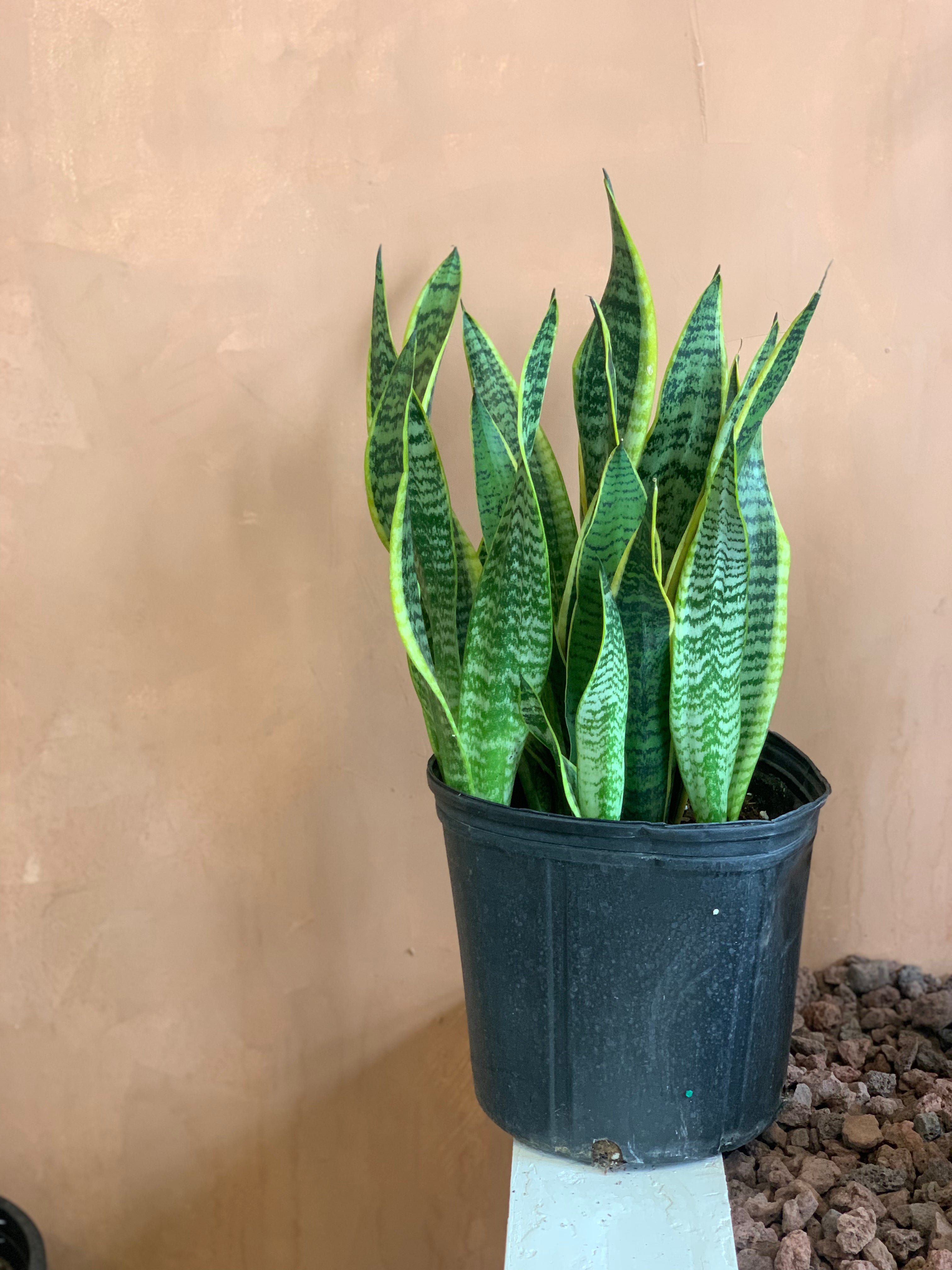 sansevieria perrotti Sansevieria Laurentii – Desert Rose Cactus Lounge