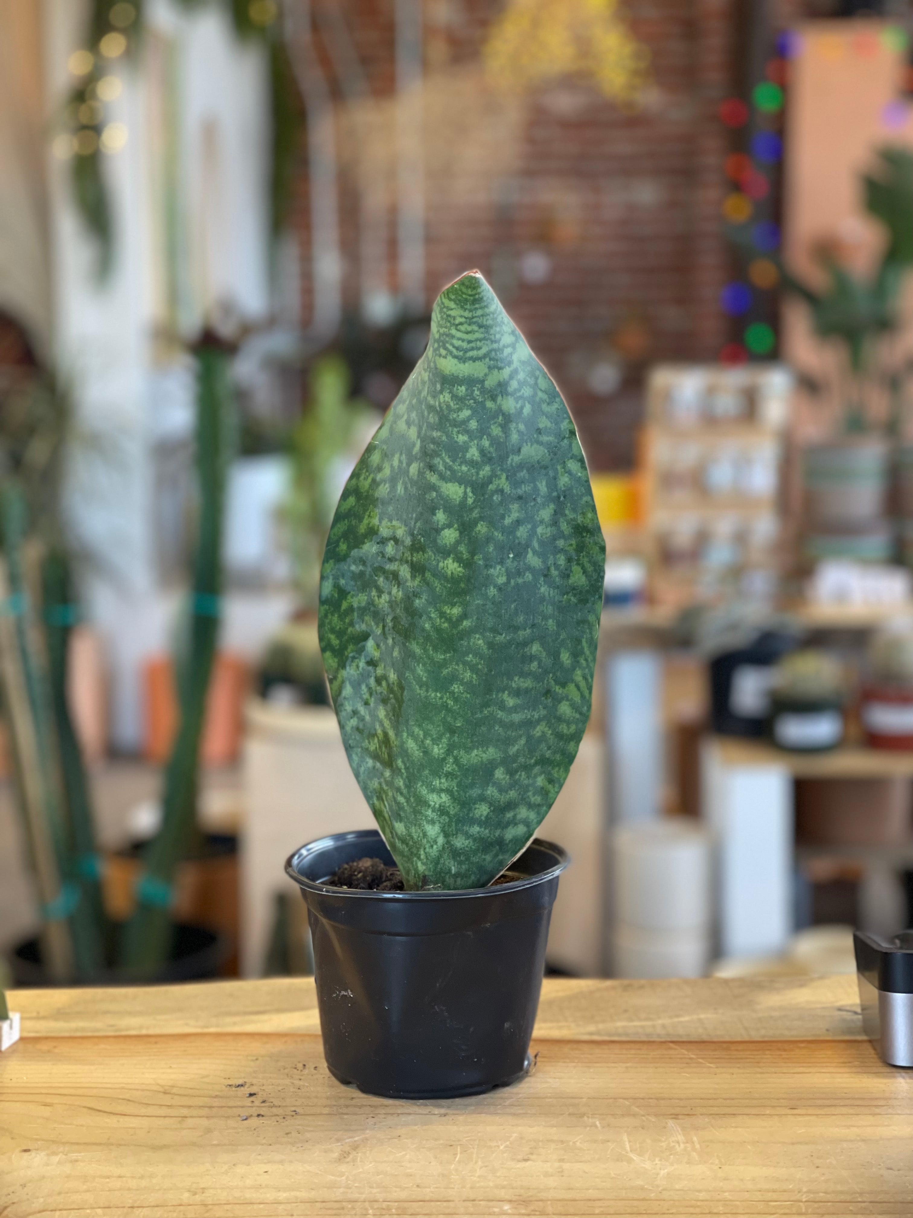sansevieria masoniana-whale fin snake plant-paddle plant Sansevieria masoniana Whale Fin – Desert Rose Cactus Lounge