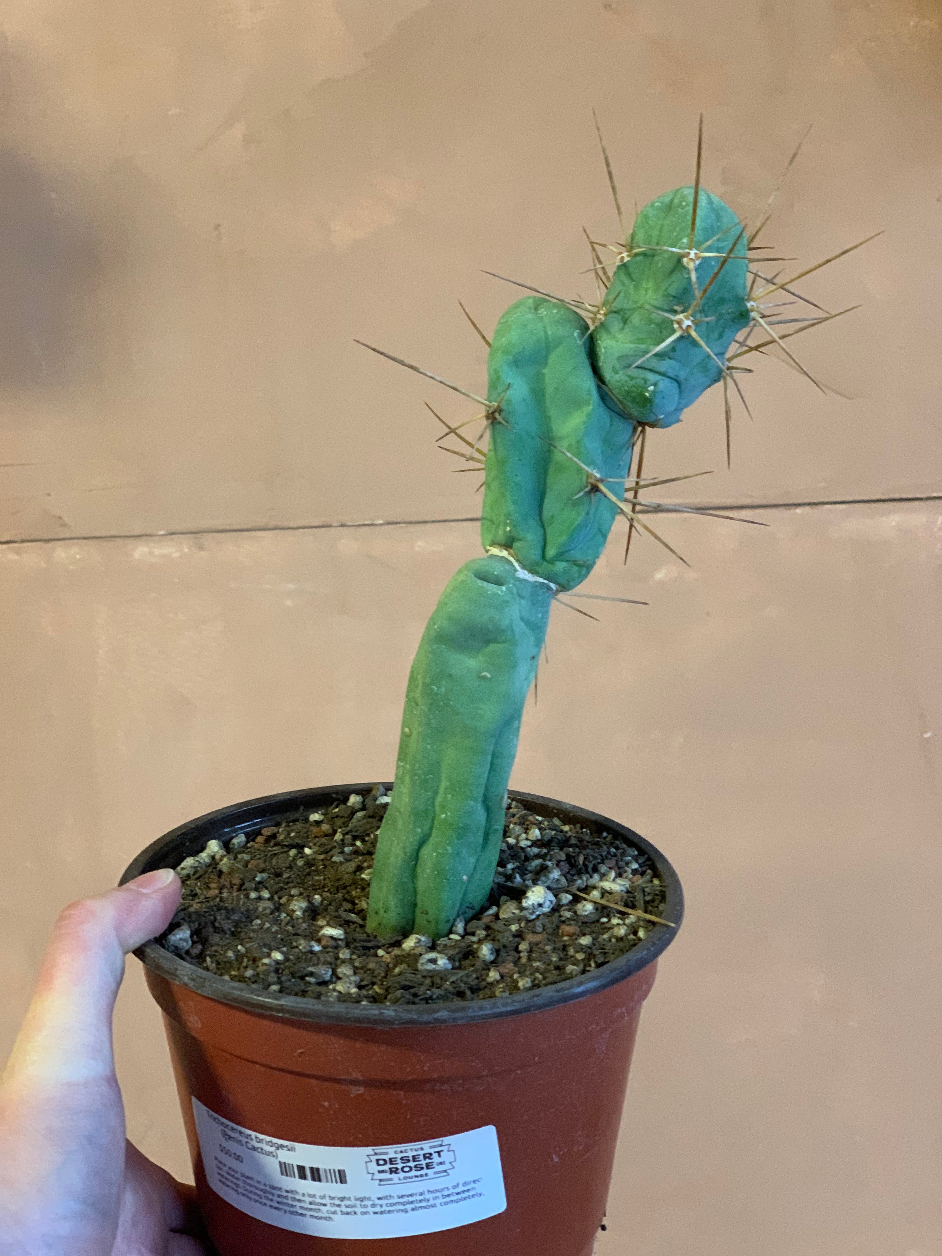 Trichocereus bridgesii (Penis Cactus)
