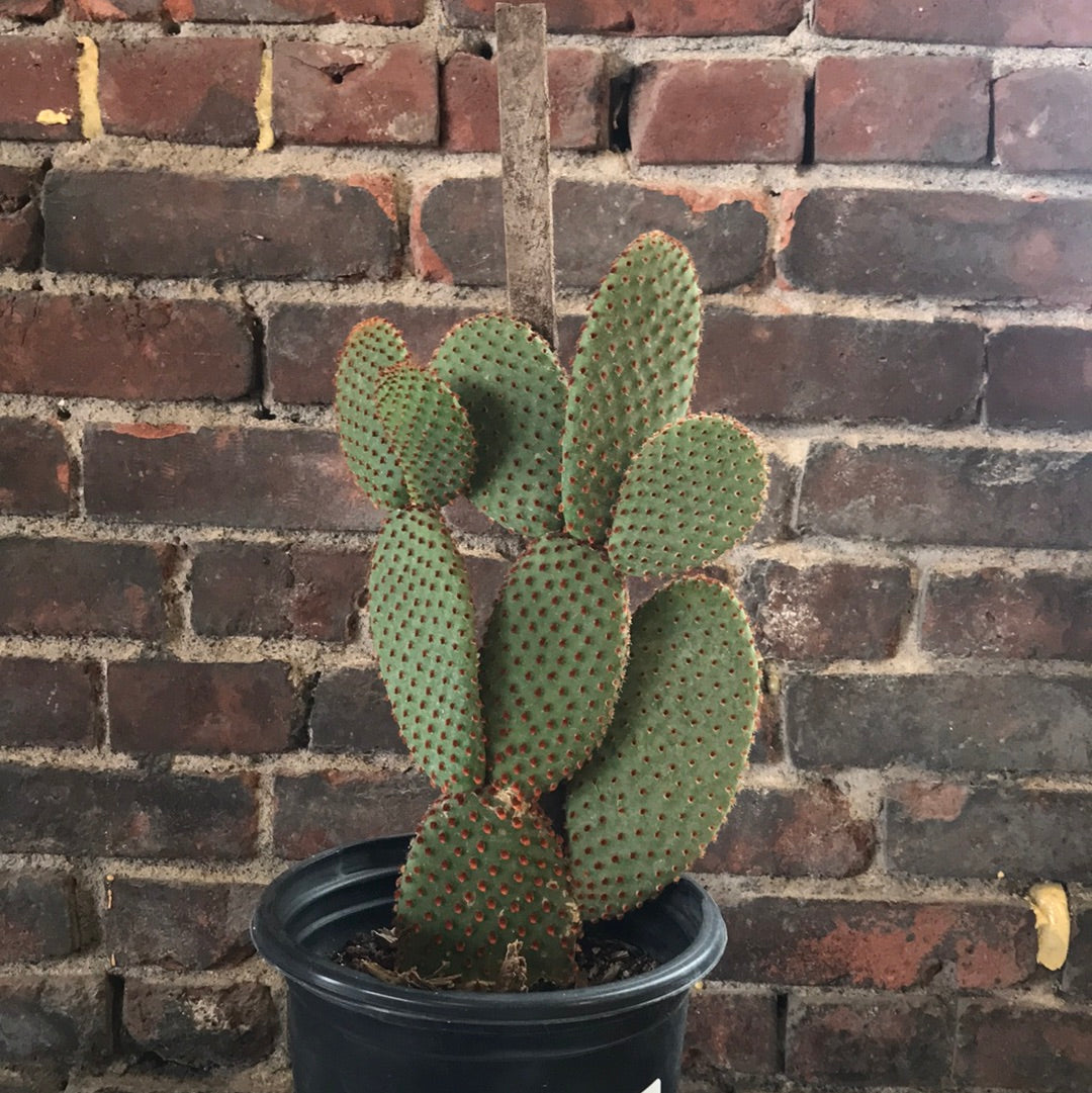 mini prickly pear cactus Opuntia Micro (Cinnamon Dot Prickly Pear) – Desert Rose Cactus Lounge