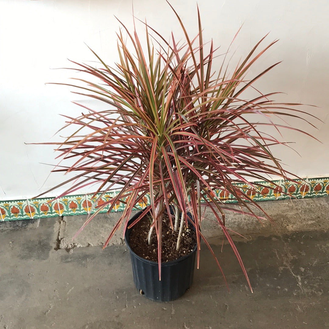 dracaena marginata tricolor indoor Dracaena Marginata Tricolor – Desert Rose Cactus Lounge