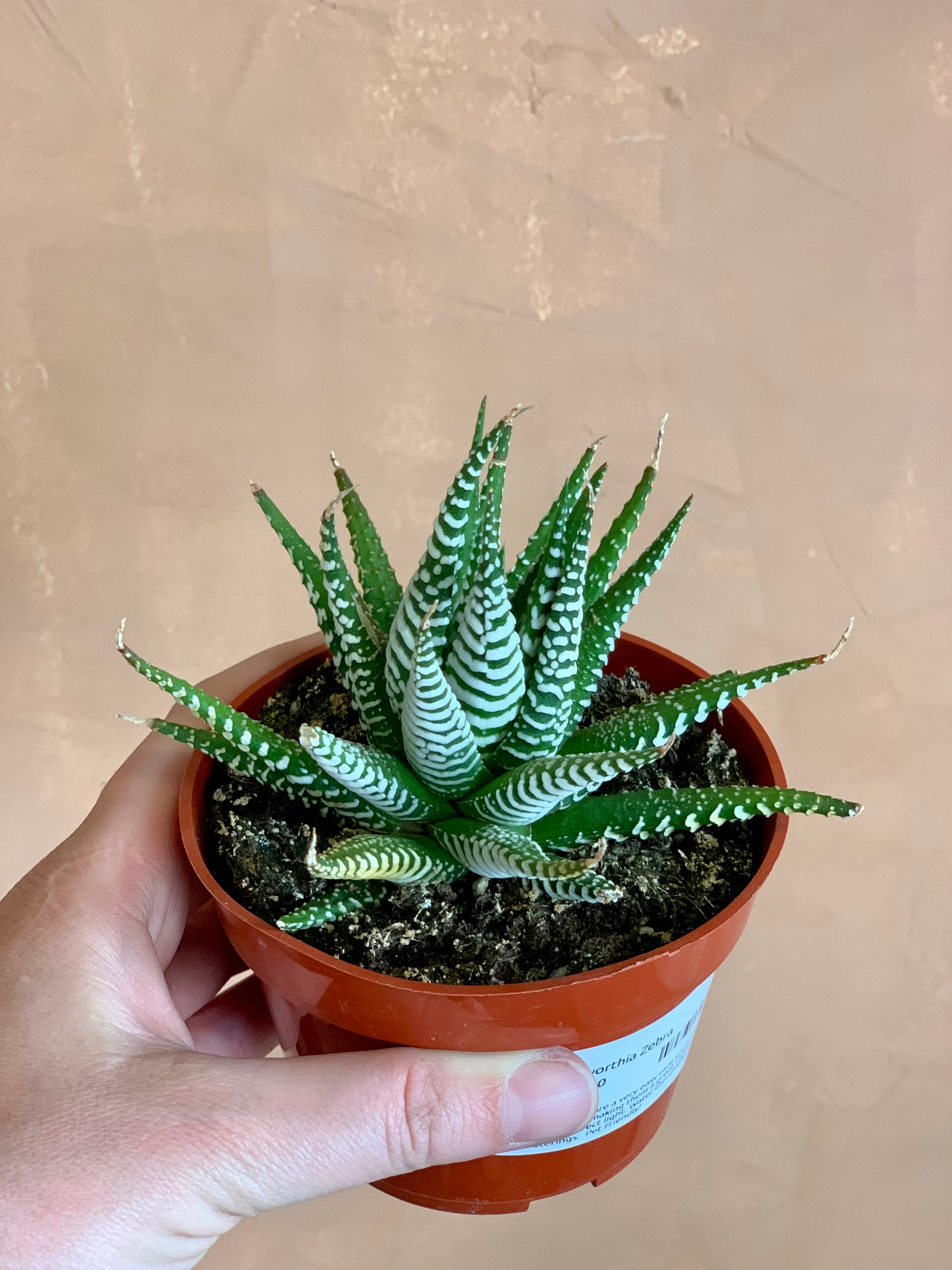 zebra succulent flowers Haworthia Fasciata "Zebra" – Desert Rose Cactus Lounge