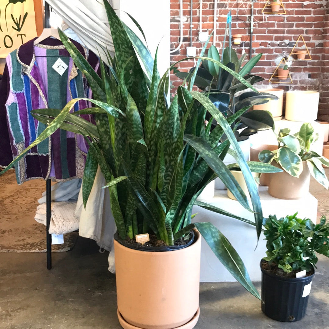 Sansevieria Jaboa – Desert Rose Cactus Lounge