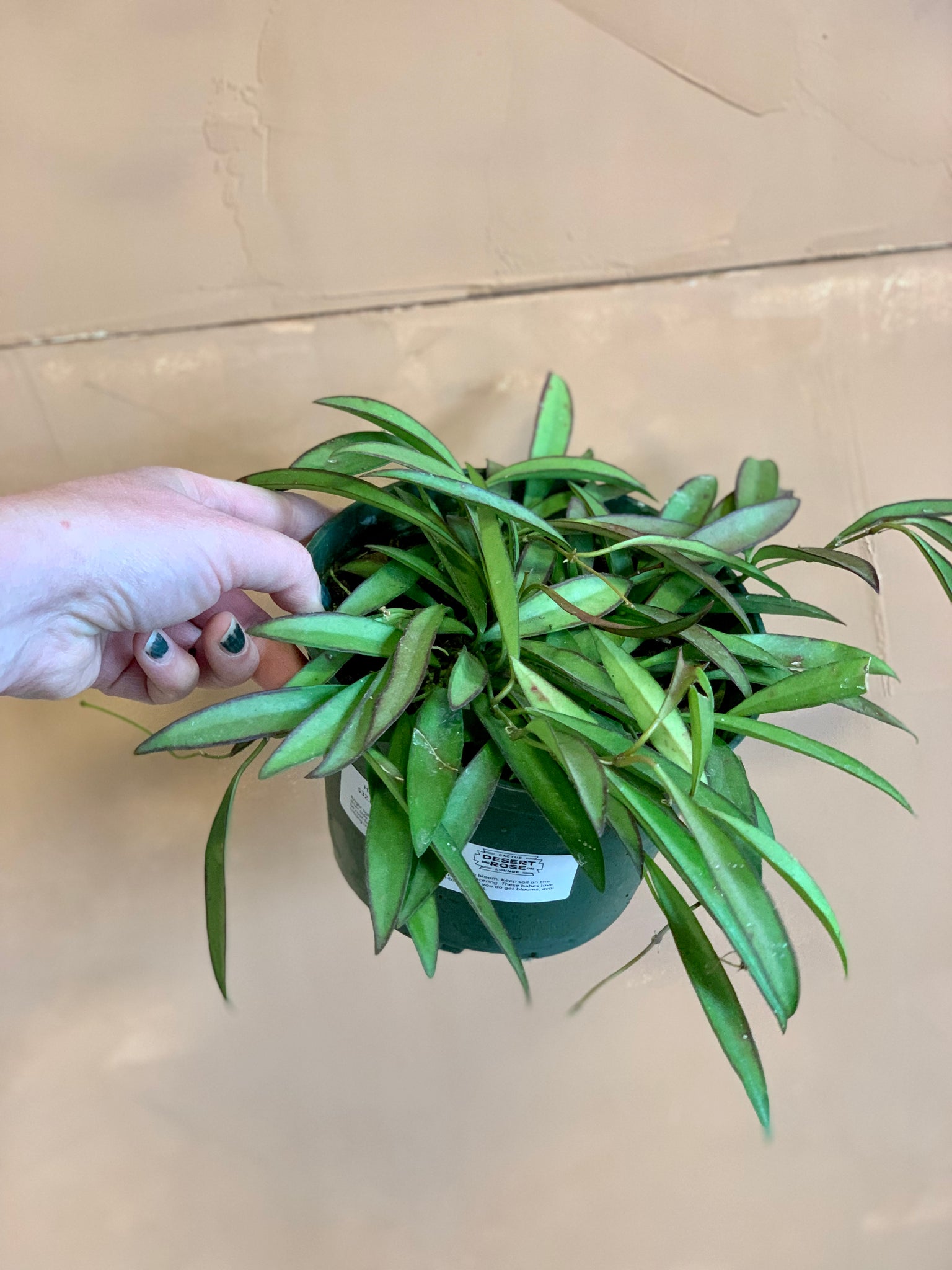 hoya cactus soil Hoya Wayettii – Desert Rose Cactus Lounge